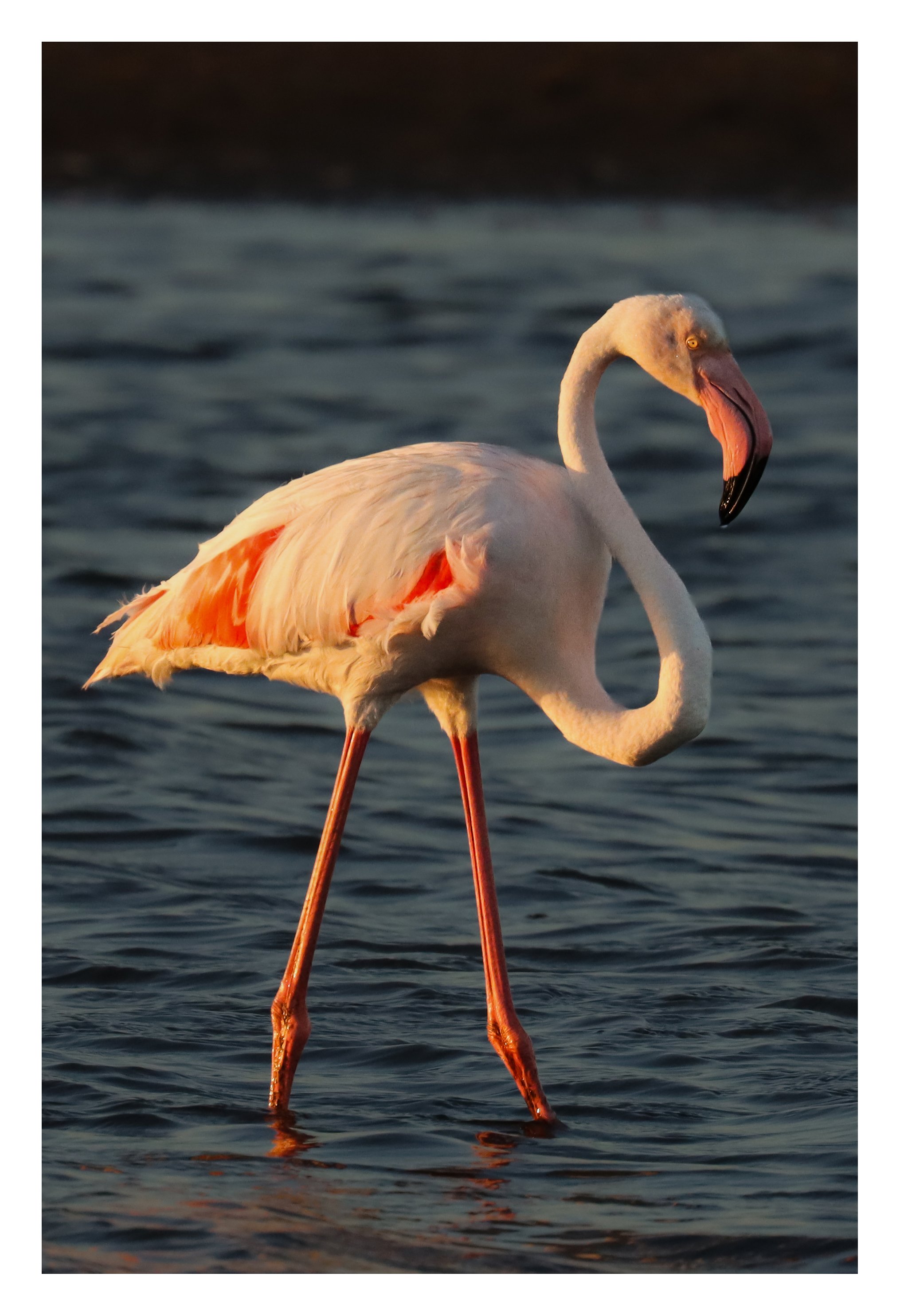A3 (297mmx420mm) Flamingo, Walvis Bay Namibia