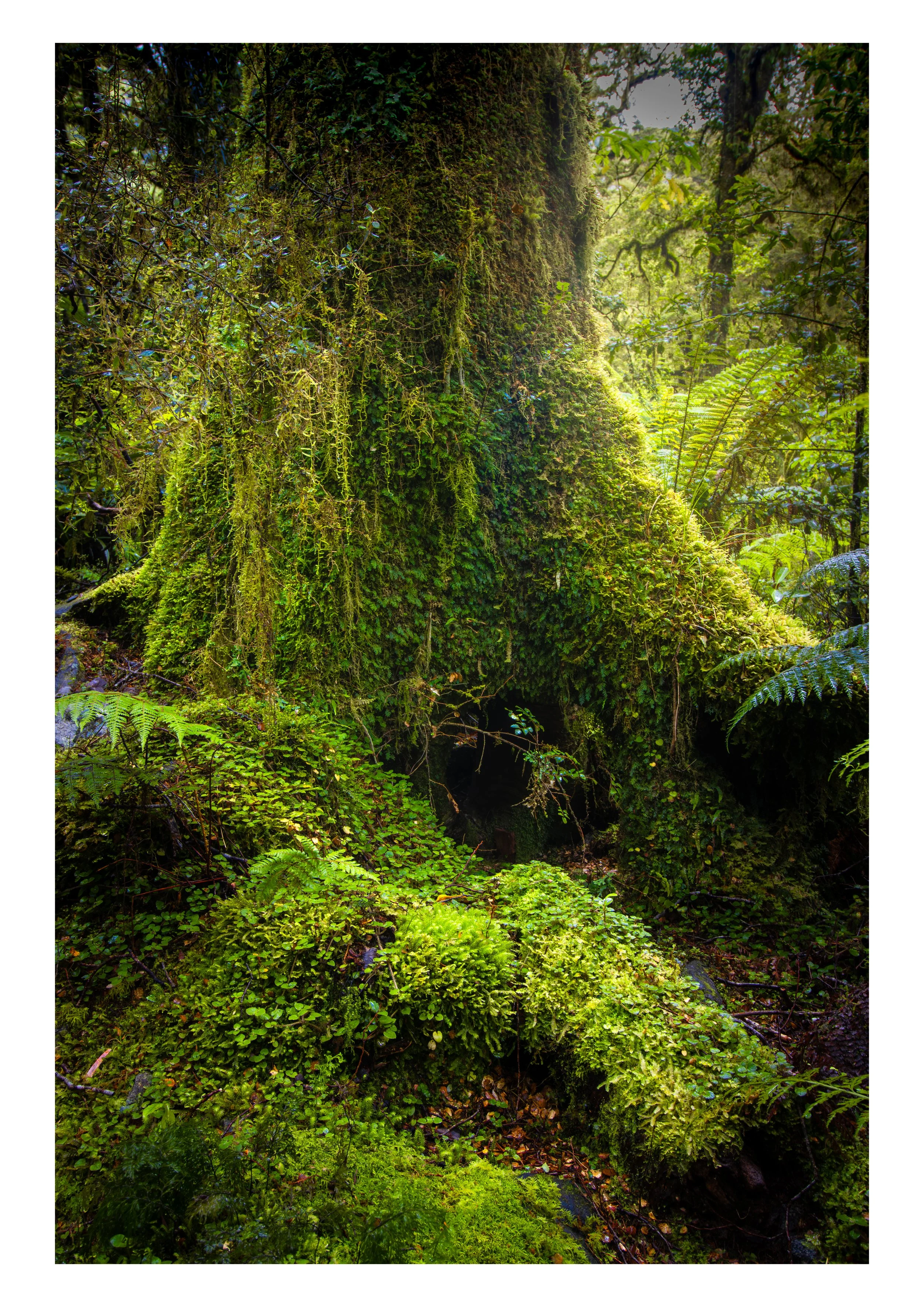 Fiordland Forest Image New Zealand