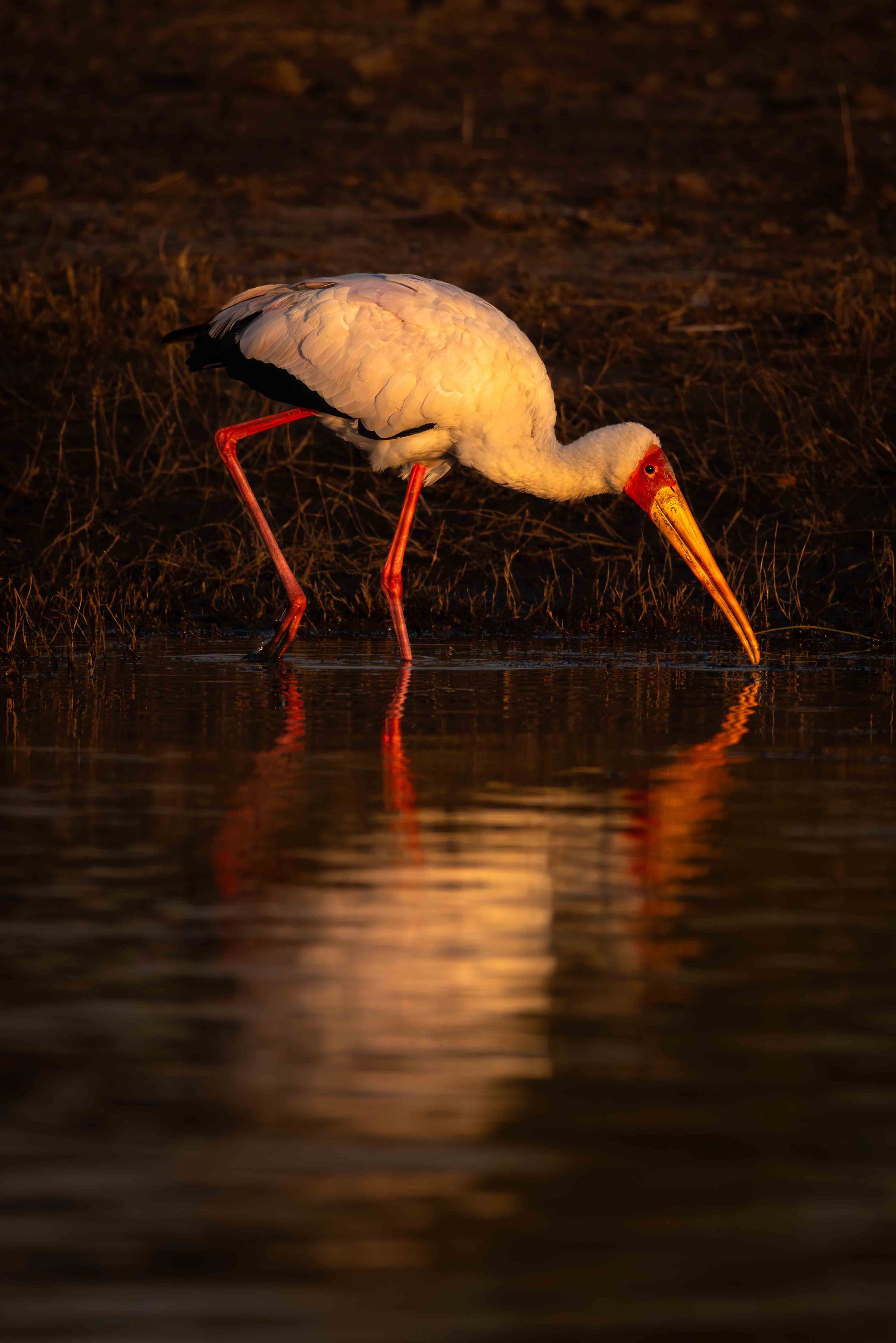 Last light Yellow Billed Stork, Chobe River