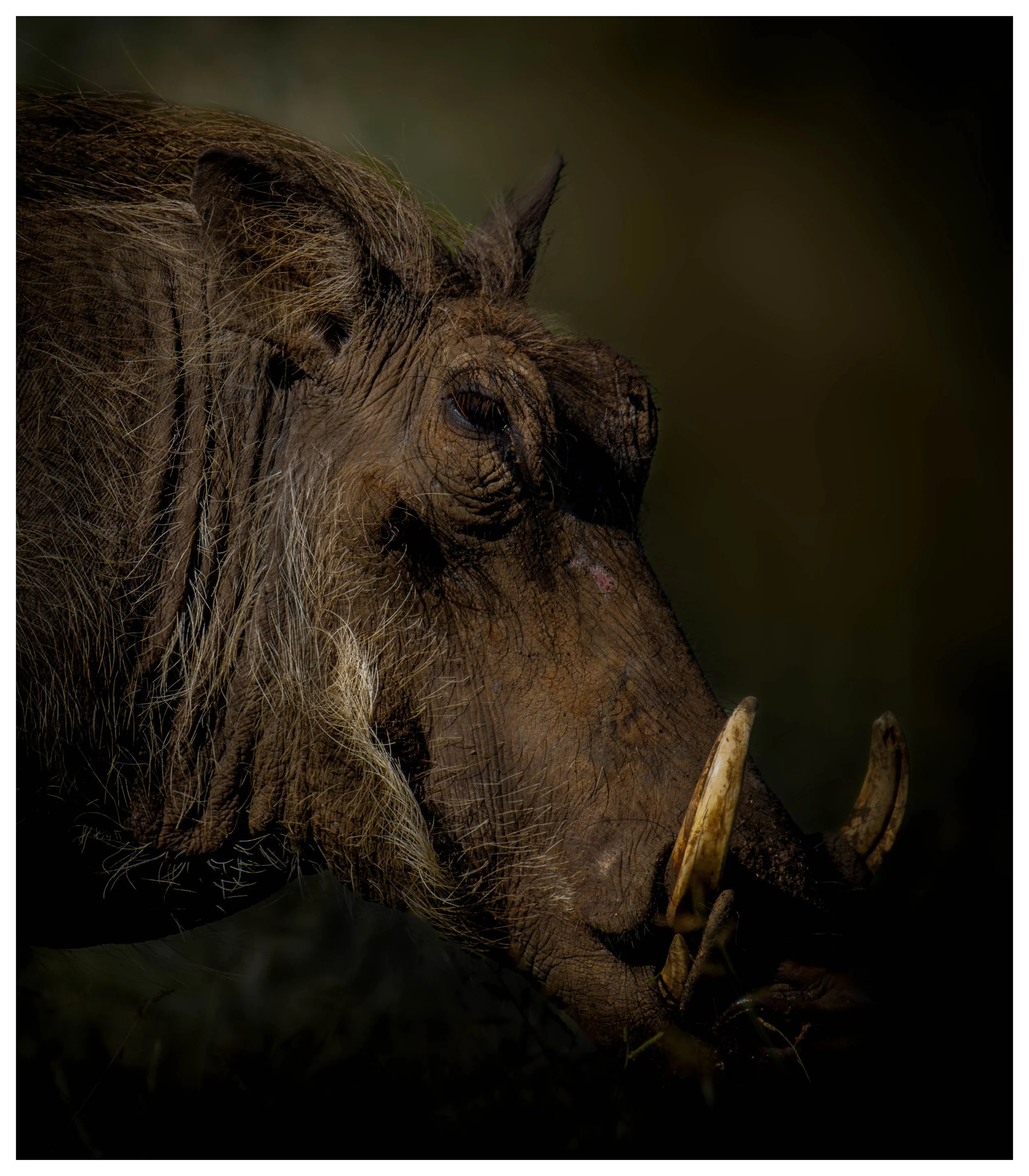Arican Warthog Fine Art Print (42cm x 42cm approx.)
