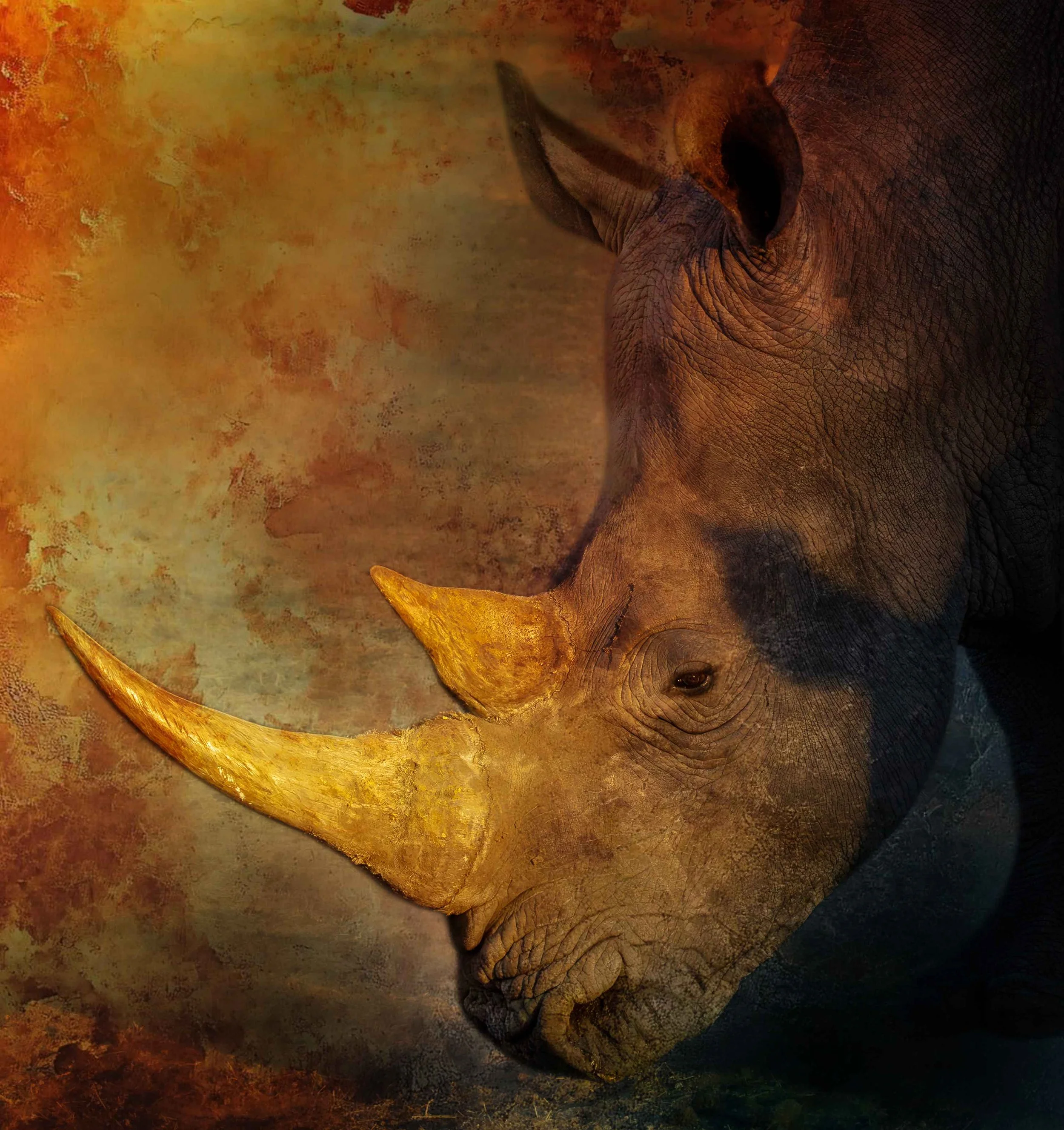 Golden Light, African White Rhino Fine Art Photo print, high resolution download