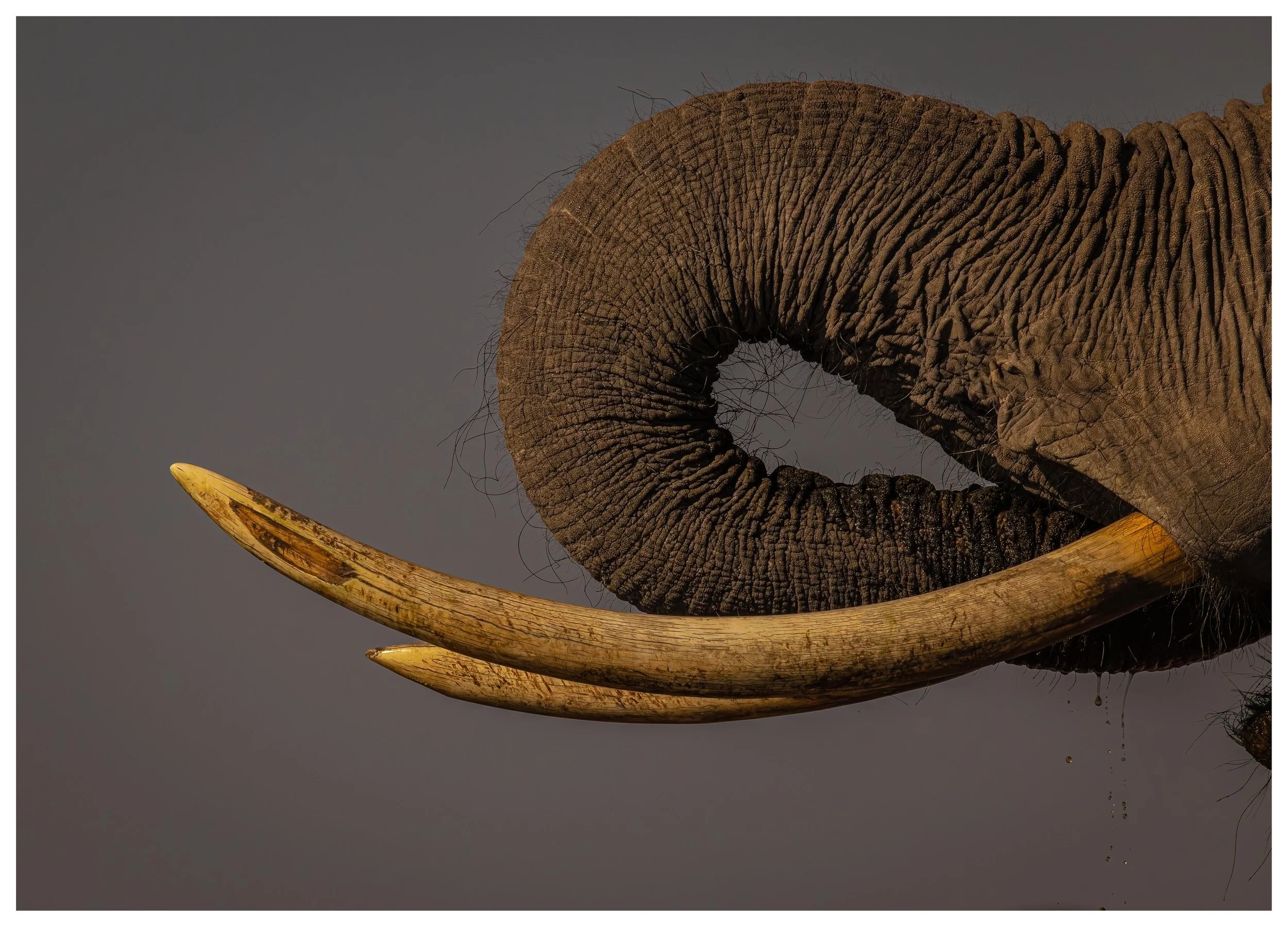 Elephant Tusks 1 framed website.jpg