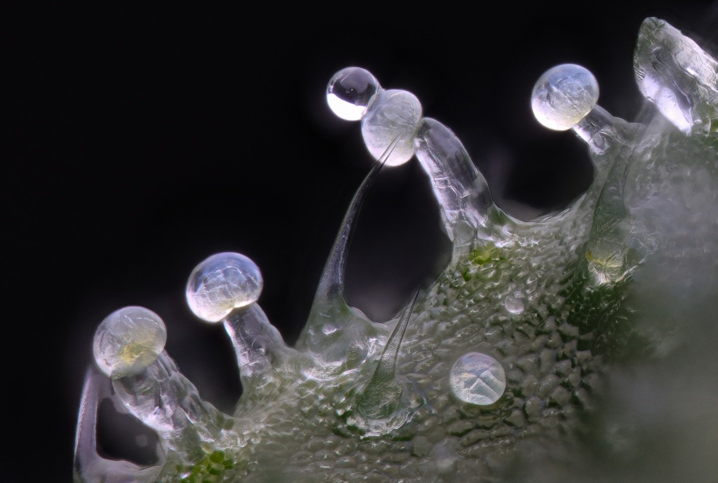Trichomes starting to form on GMS 🫧 

🧬: Grand Master Sexy ( Oreoz X Scotty 2 Hotty )
👨&zwj;🌾: Me
👨&zwj;🔬: @exoticgenetix_mike @exoticgenetix_official