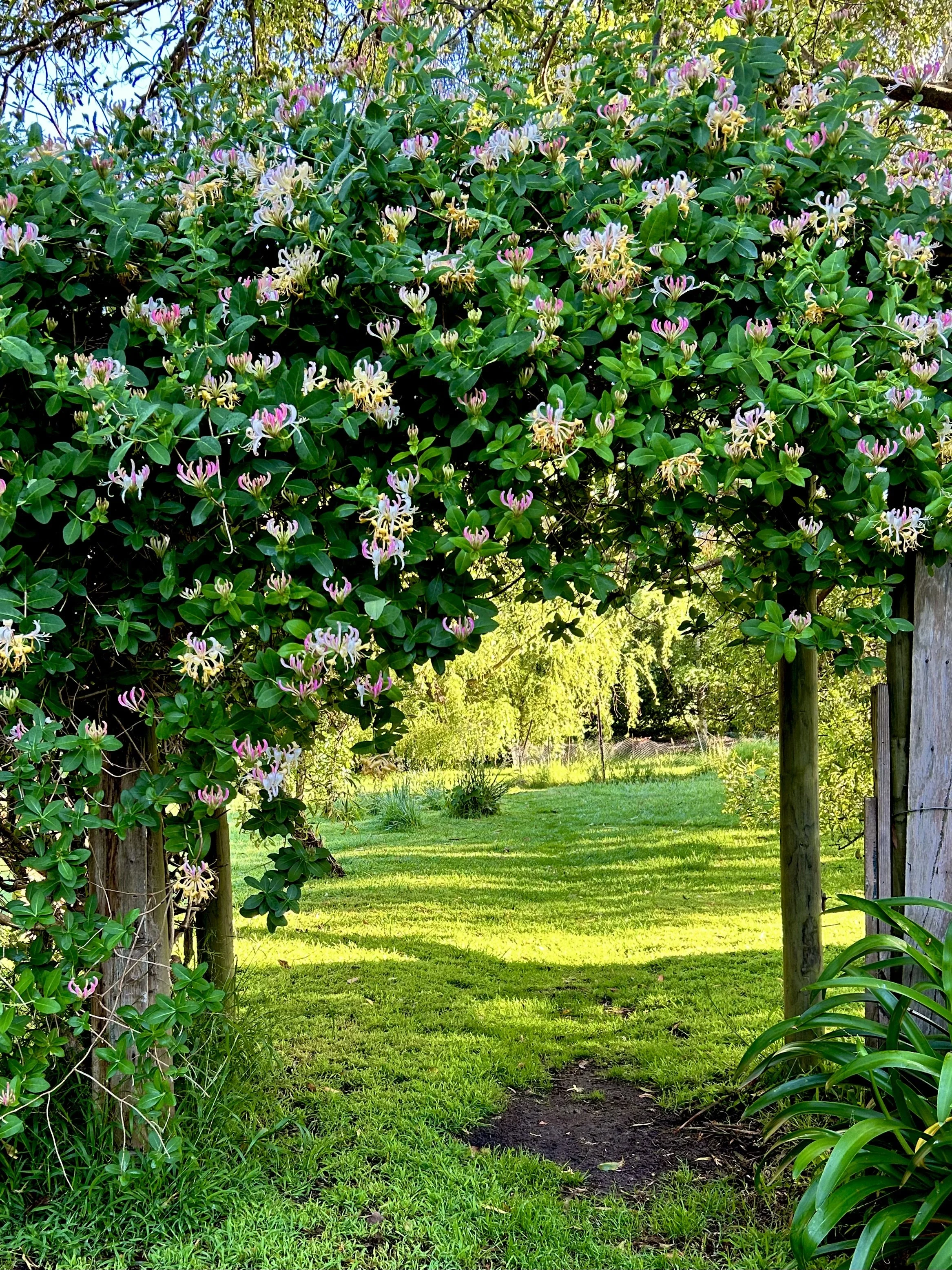 IMG_1940.jpeg (Copy)