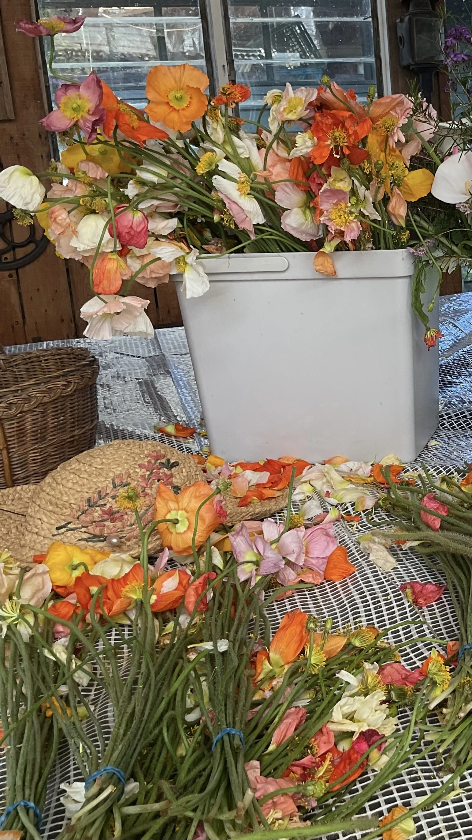 IMG_0477.jpeg (Copy)