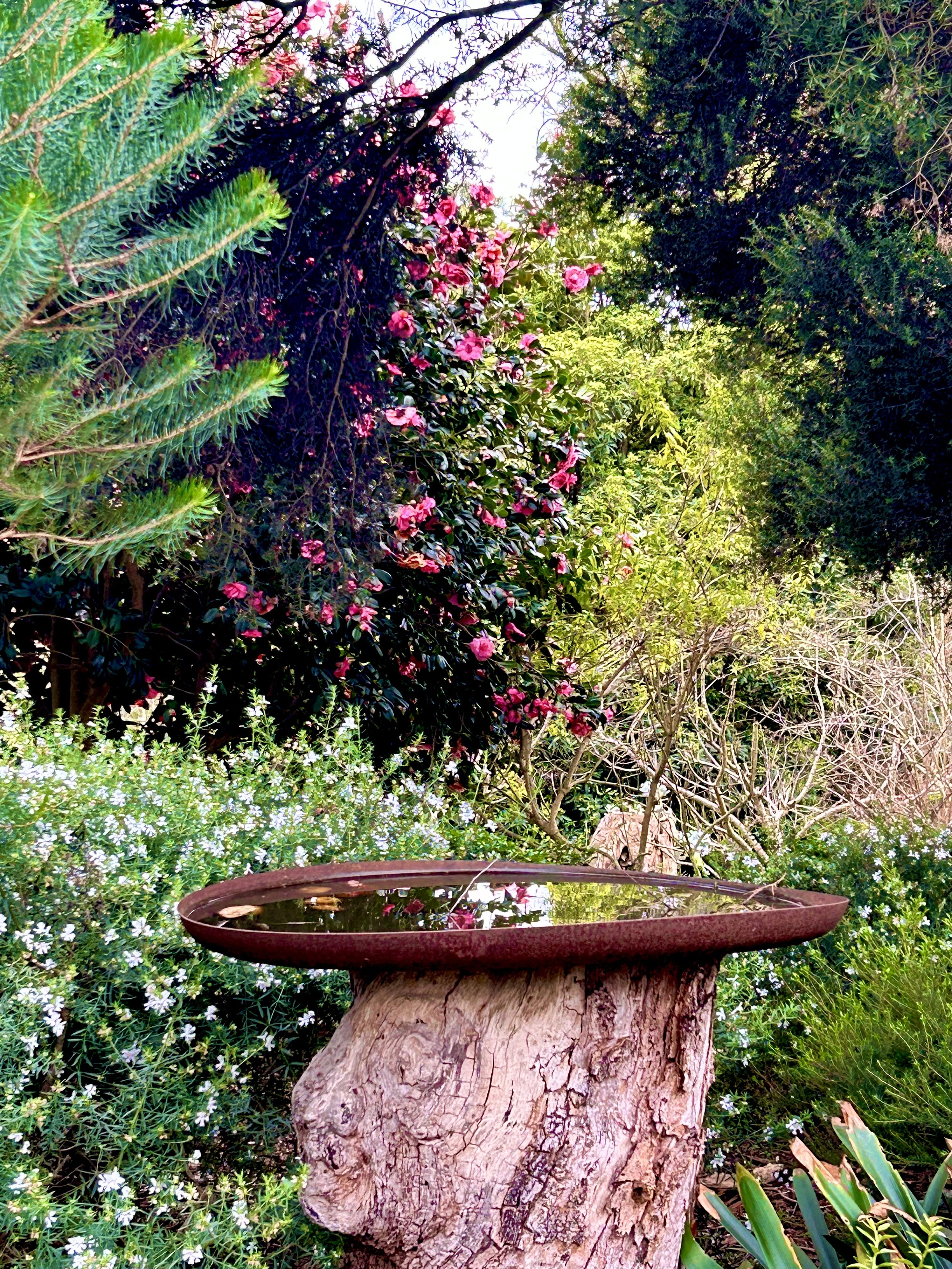 IMG_4630.jpeg (Copy)