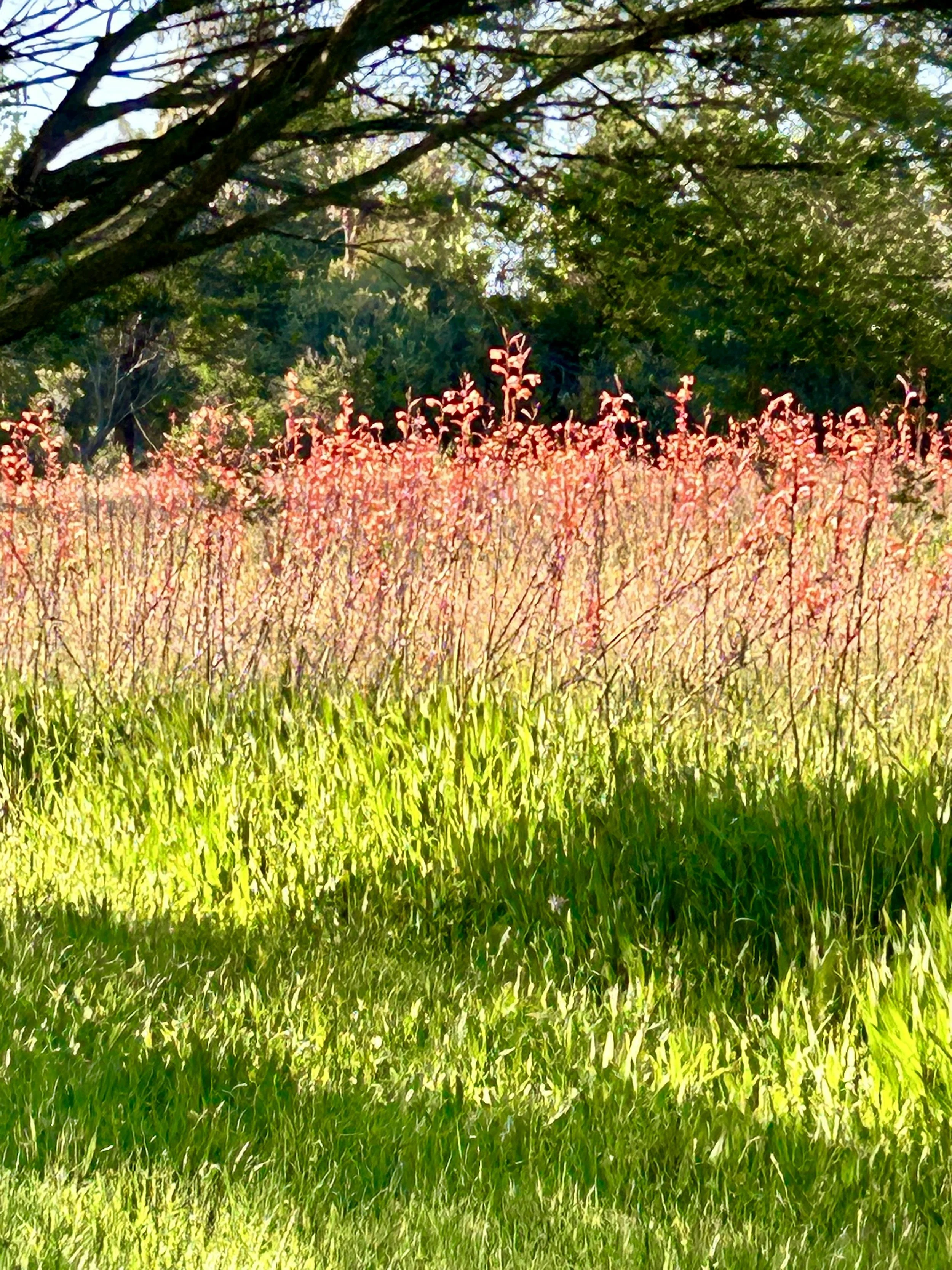 IMG_1778.jpeg (Copy)