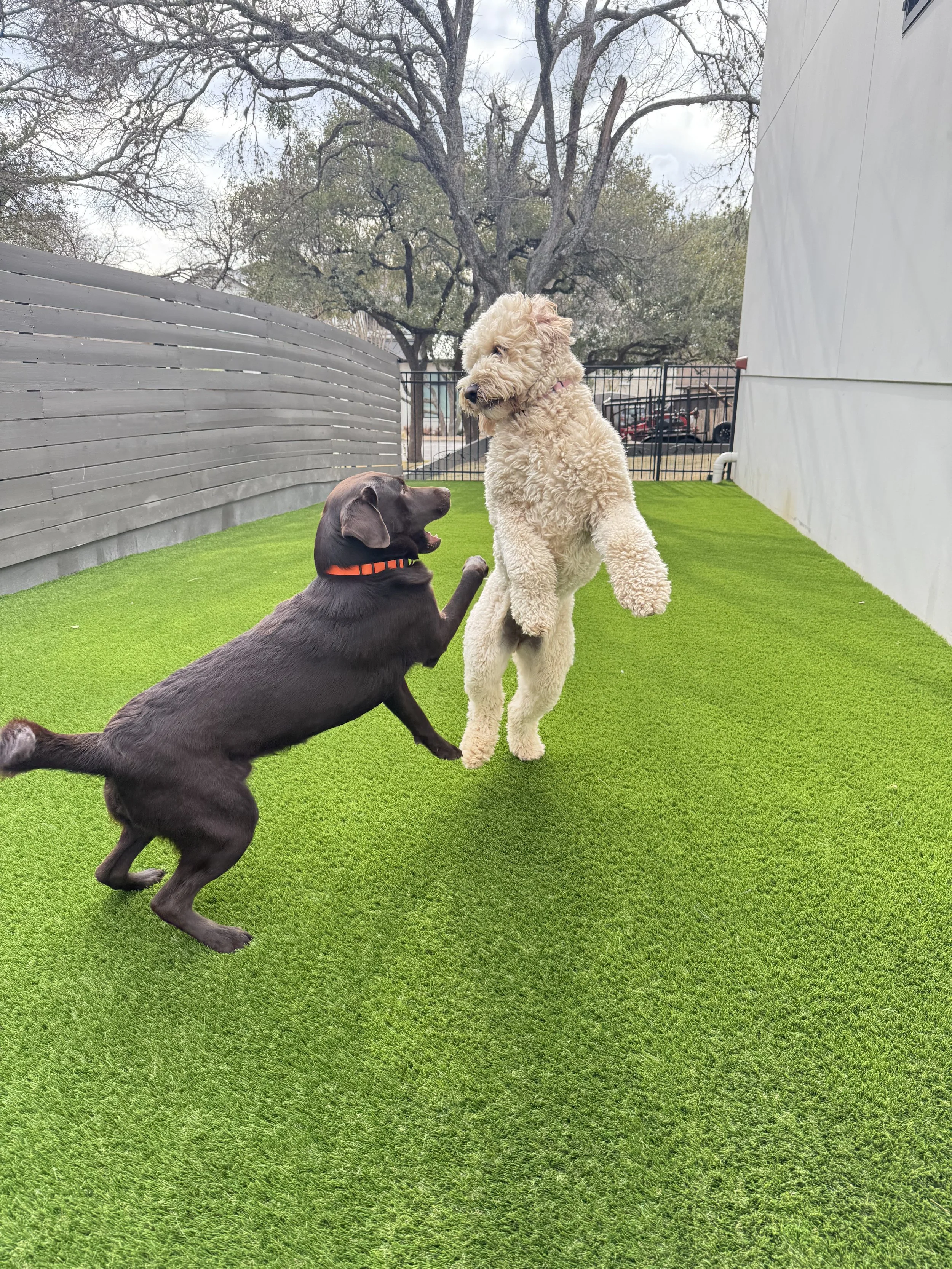 Pet-friendly artificial turf installation by Golden View Landscape Design in Austin, featuring two dogs playing on a durable, lush green synthetic lawn next to a modern grey horizontal fence.