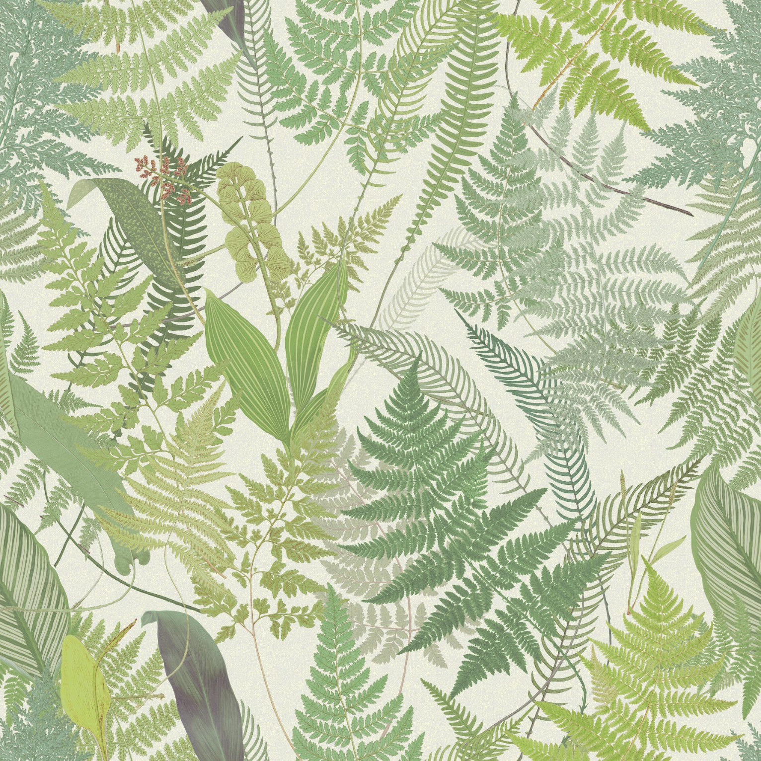 Fern