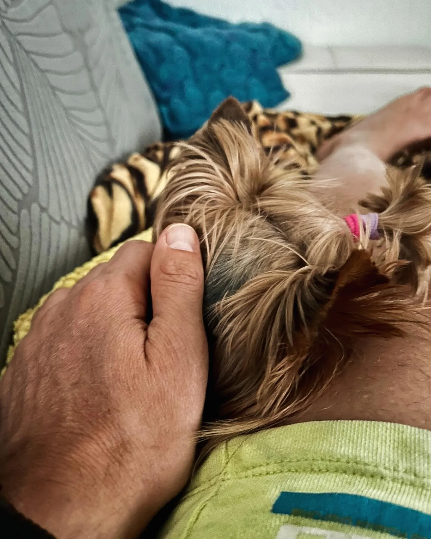 Always by my side #yorkies #yorkshireterrier #yorkiesofinstagram #sweetdog #yorkie