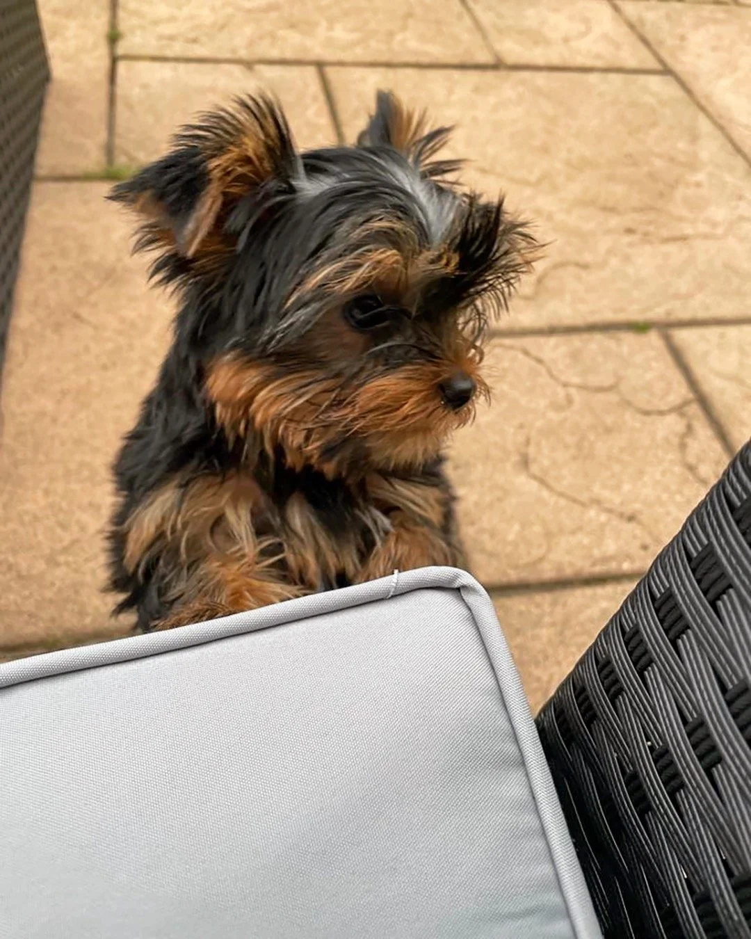 Our little boy Kenzo, just received these photos from new owners. Love his petite features and colours, but most importantly he looks very happy!