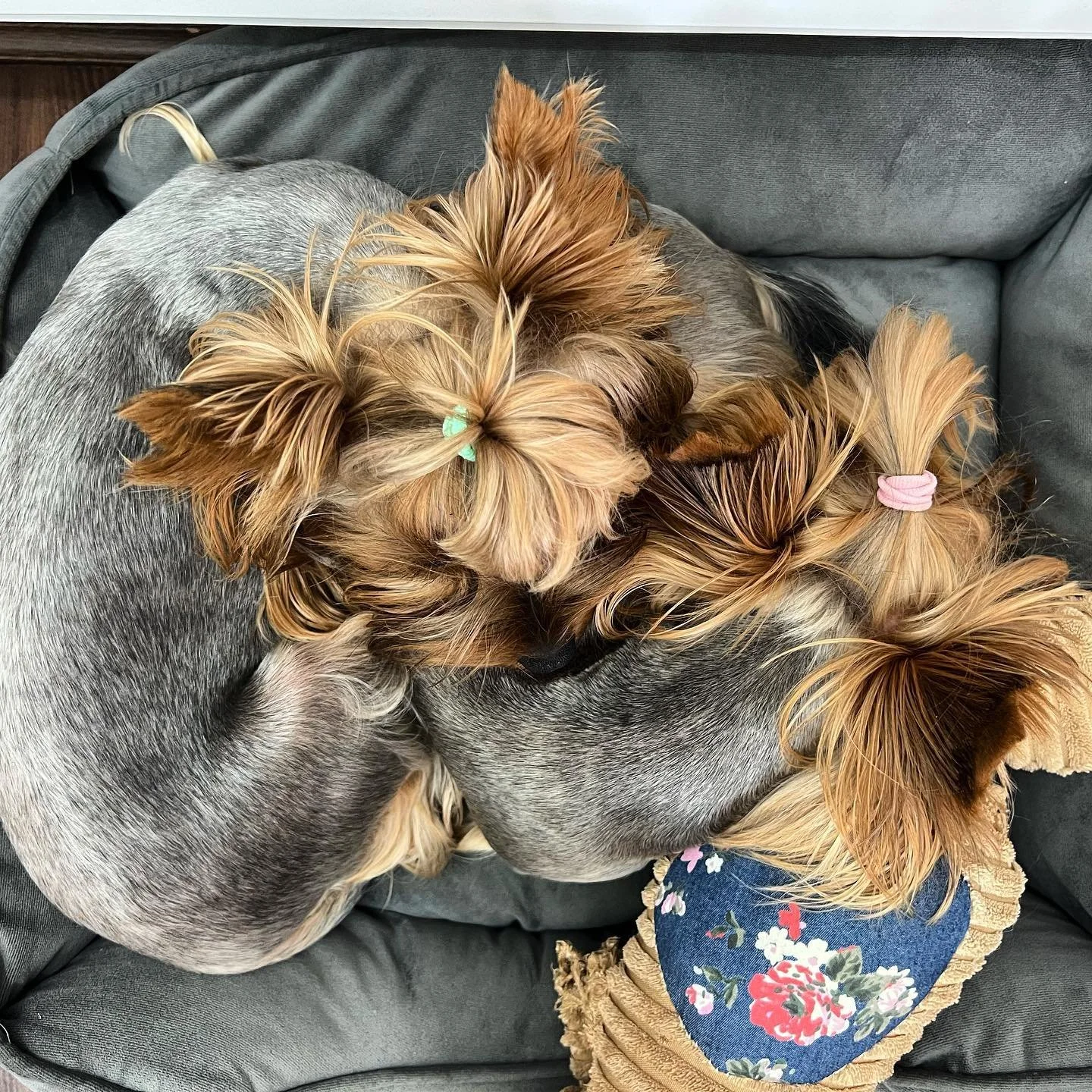 Yin and yang of Yorkshire Terriers