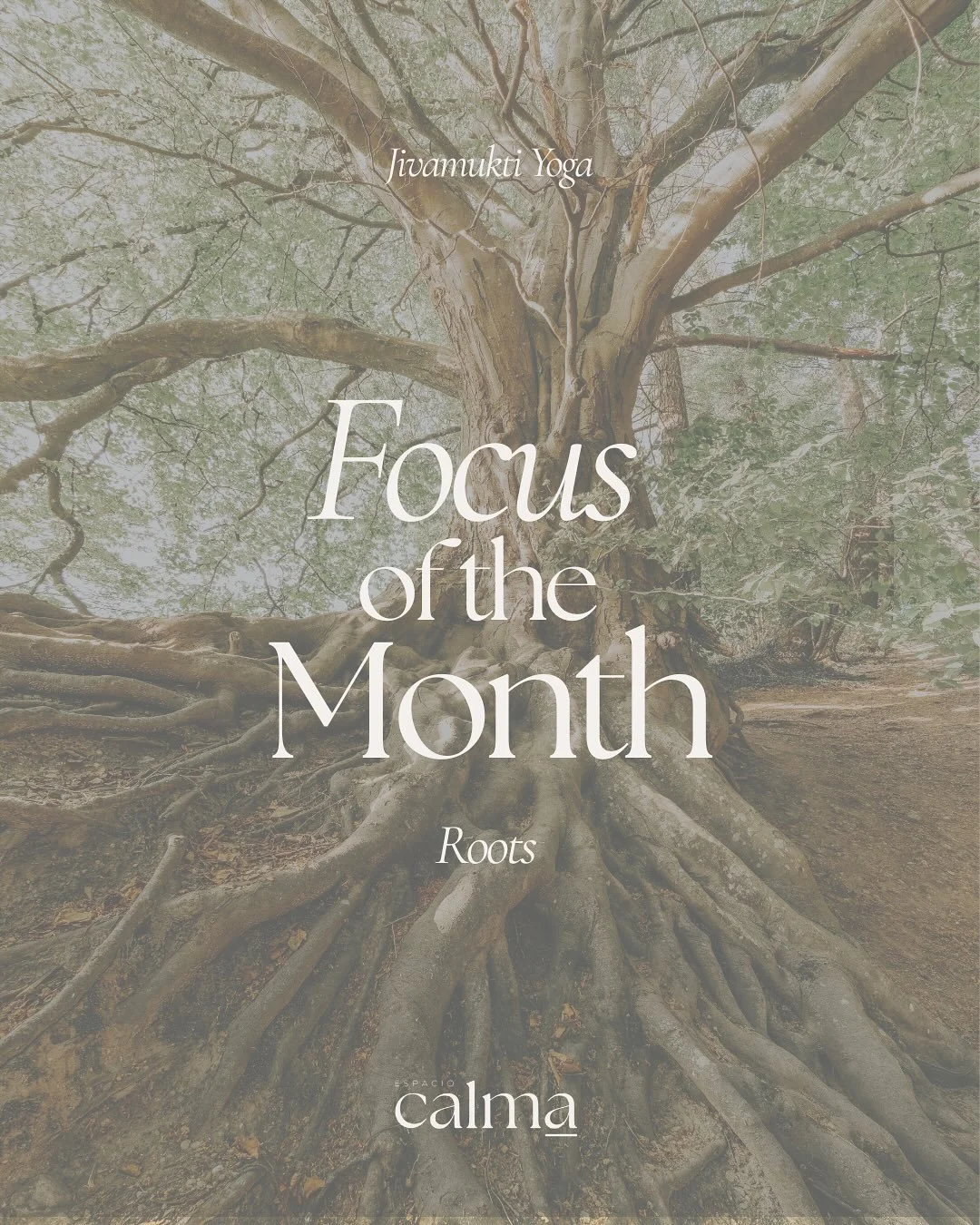 Focus of the Month &middot; Noviembre 🌱
 Este mes volvemos a las ra&iacute;ces. A esa base invisible que sostiene la pr&aacute;ctica y tambi&eacute;n a la comunidad, donde las ra&iacute;ces se entrelazan y se sostienen unas a otras. Porque solo desd