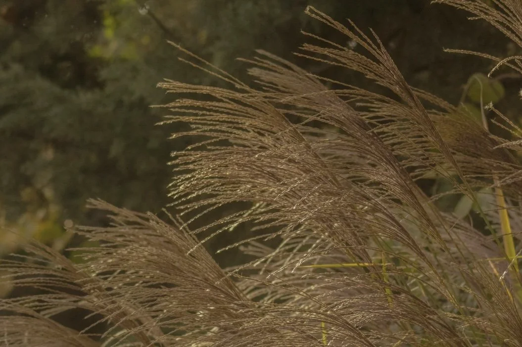 Have you heard of semolina?