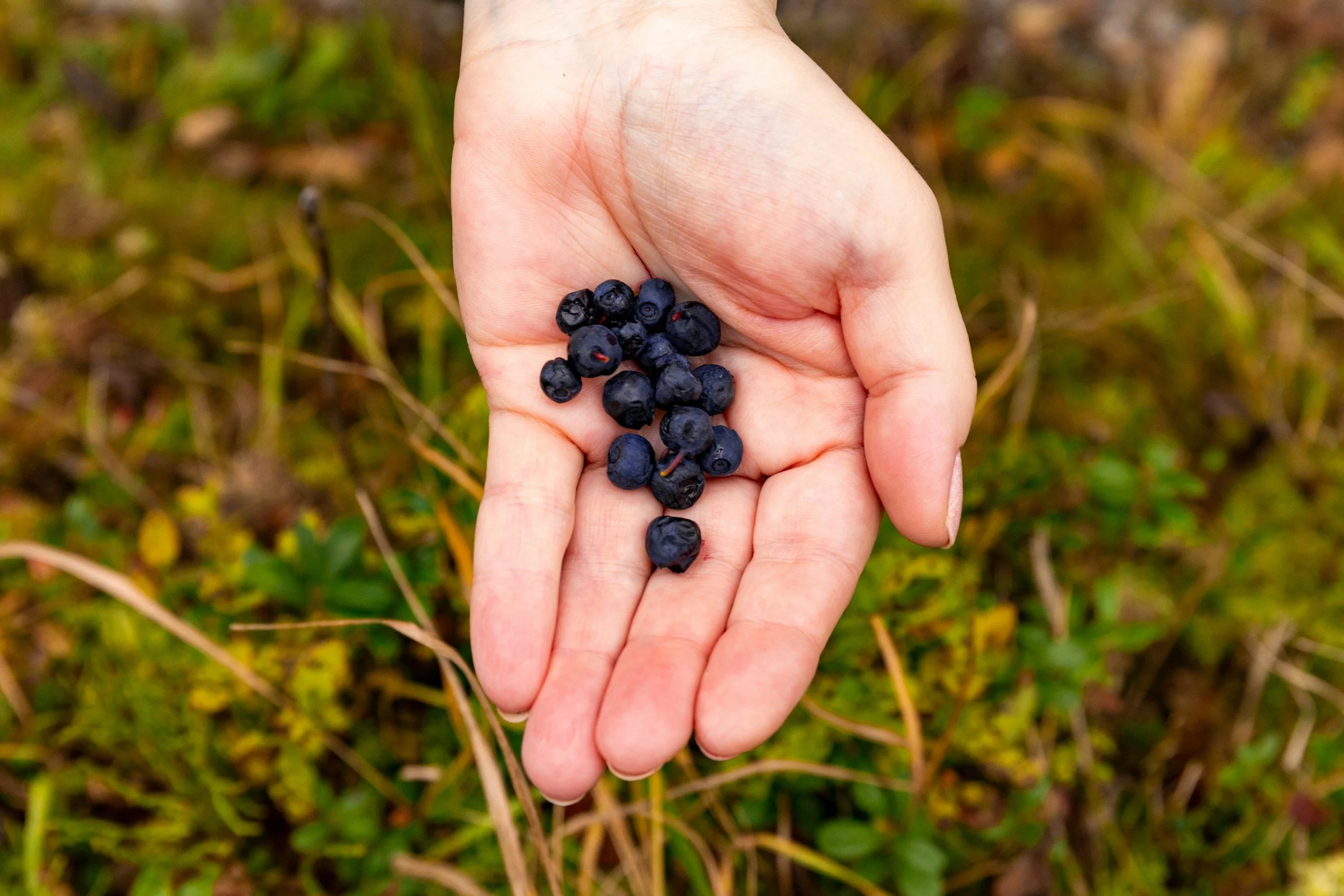 Gesundheitsgeheimnis Antioxidantien und was Wildheidelbeeren damit zu tun haben