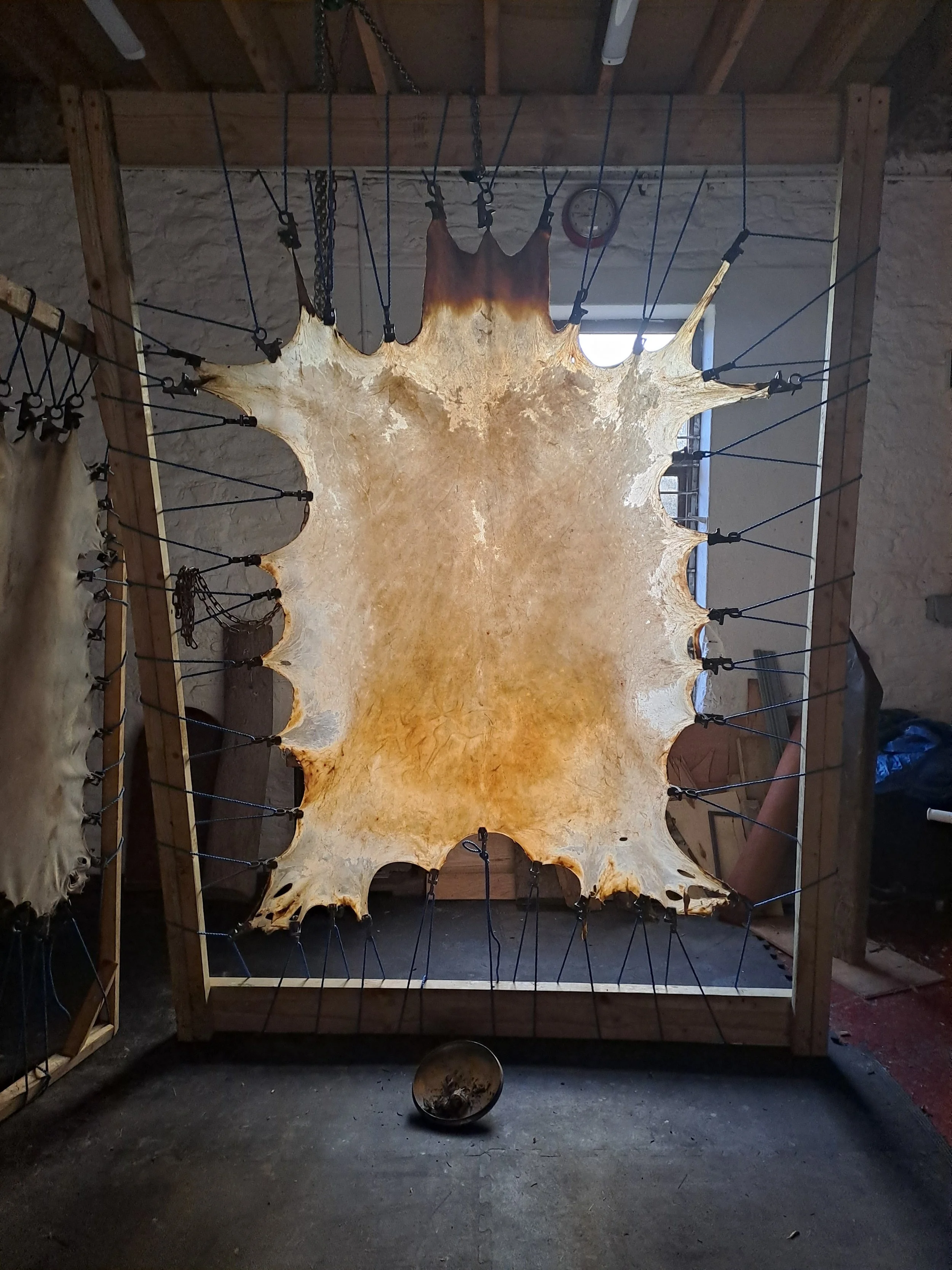 A large animal hide stretched on a wooden frame, with numerous cords and clips securing it. The setting appears to be a rustic workshop or display area.