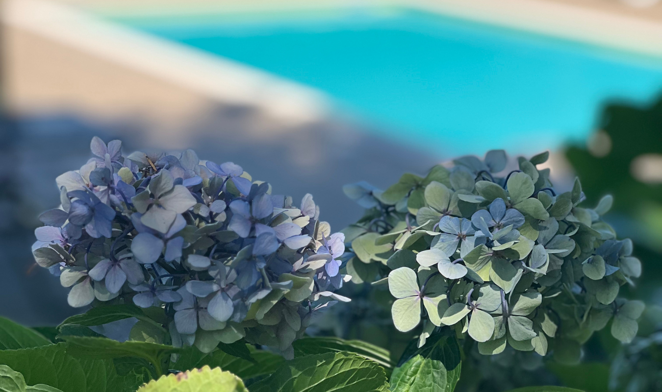 Duas flores de hortênsia azul em primeiro plano, com folhas verdes ao redor, e um fundo desfocado com piscina azul ao fundo.