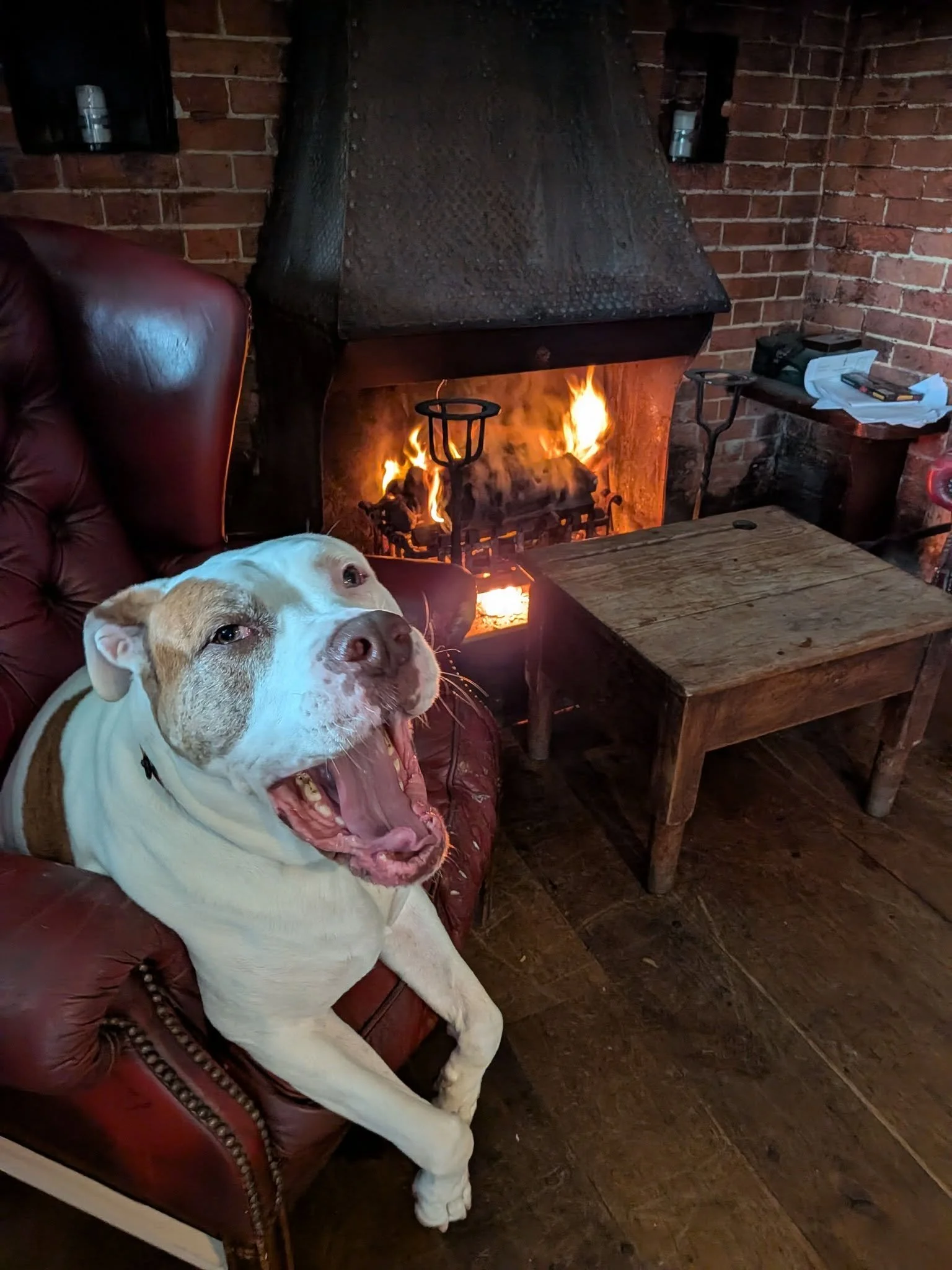 Milo relaxing beside the glowing fireplace at The Fountain Inn, Plumpton Green