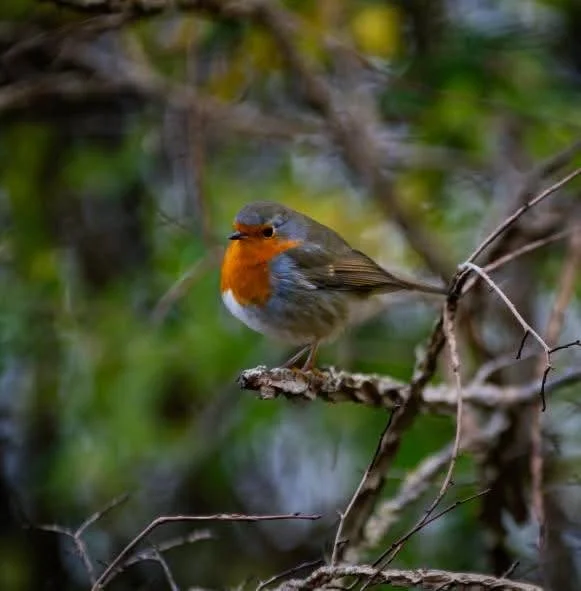 IMG_20241125_134758_814 (2).jpg