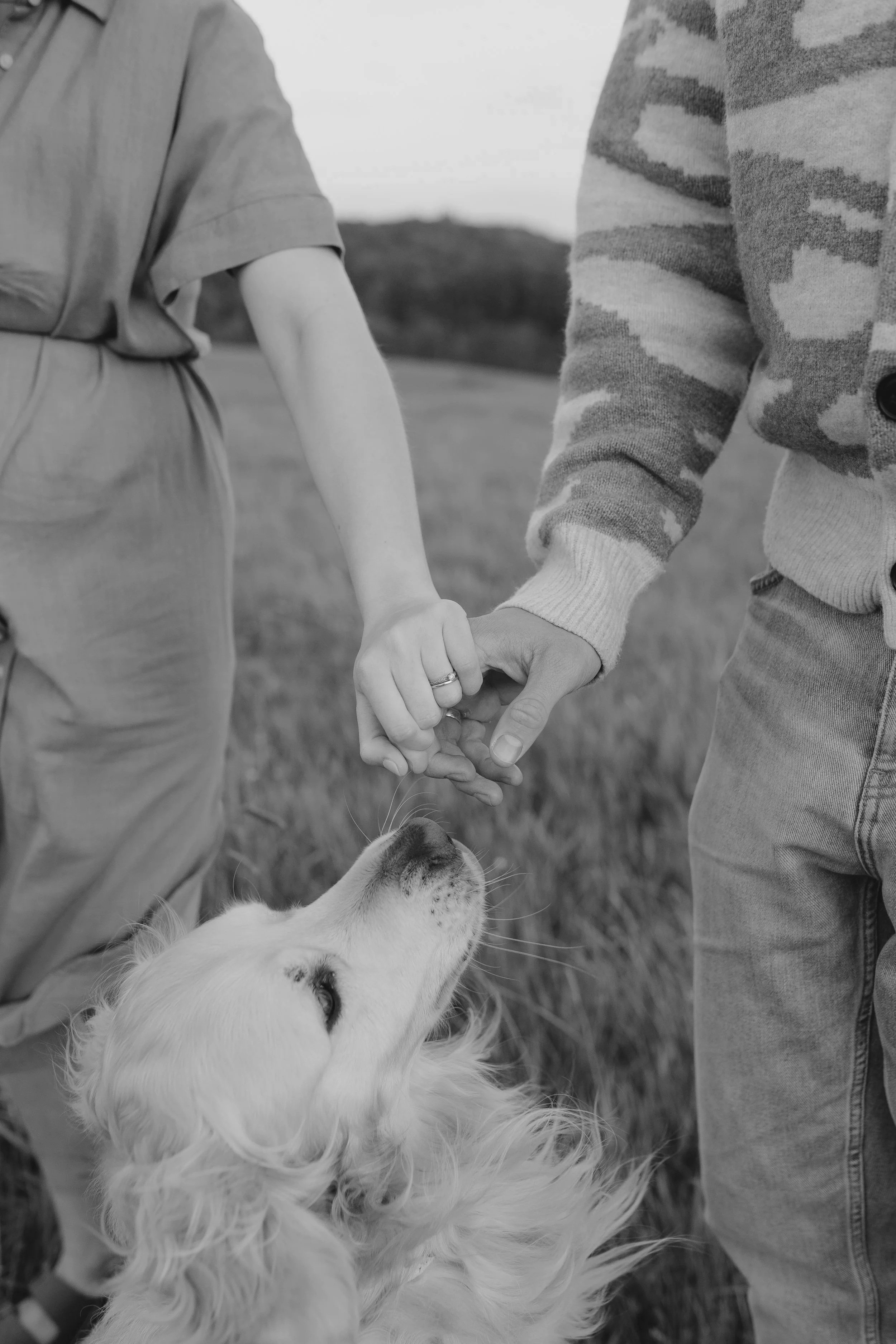 Zwei Menschen halten die Hände eines Hundes in einer Wiese, ein Golden Retriever schnuppert an den Fingern.