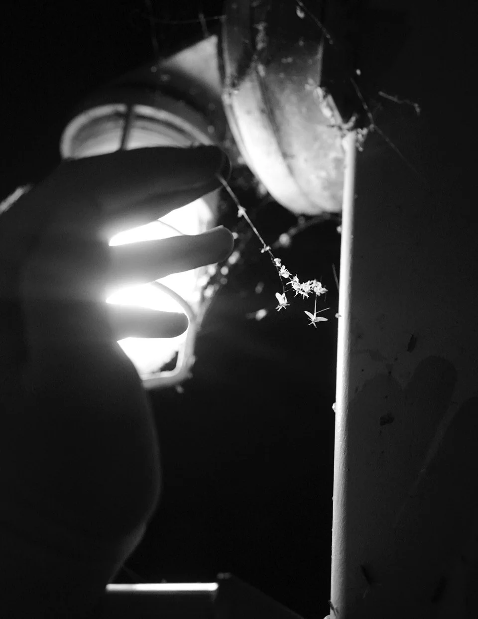 A person's hand reaching out toward a small branch with tiny branches and leaves, with backlit light creating a silhouette effect in black and white.