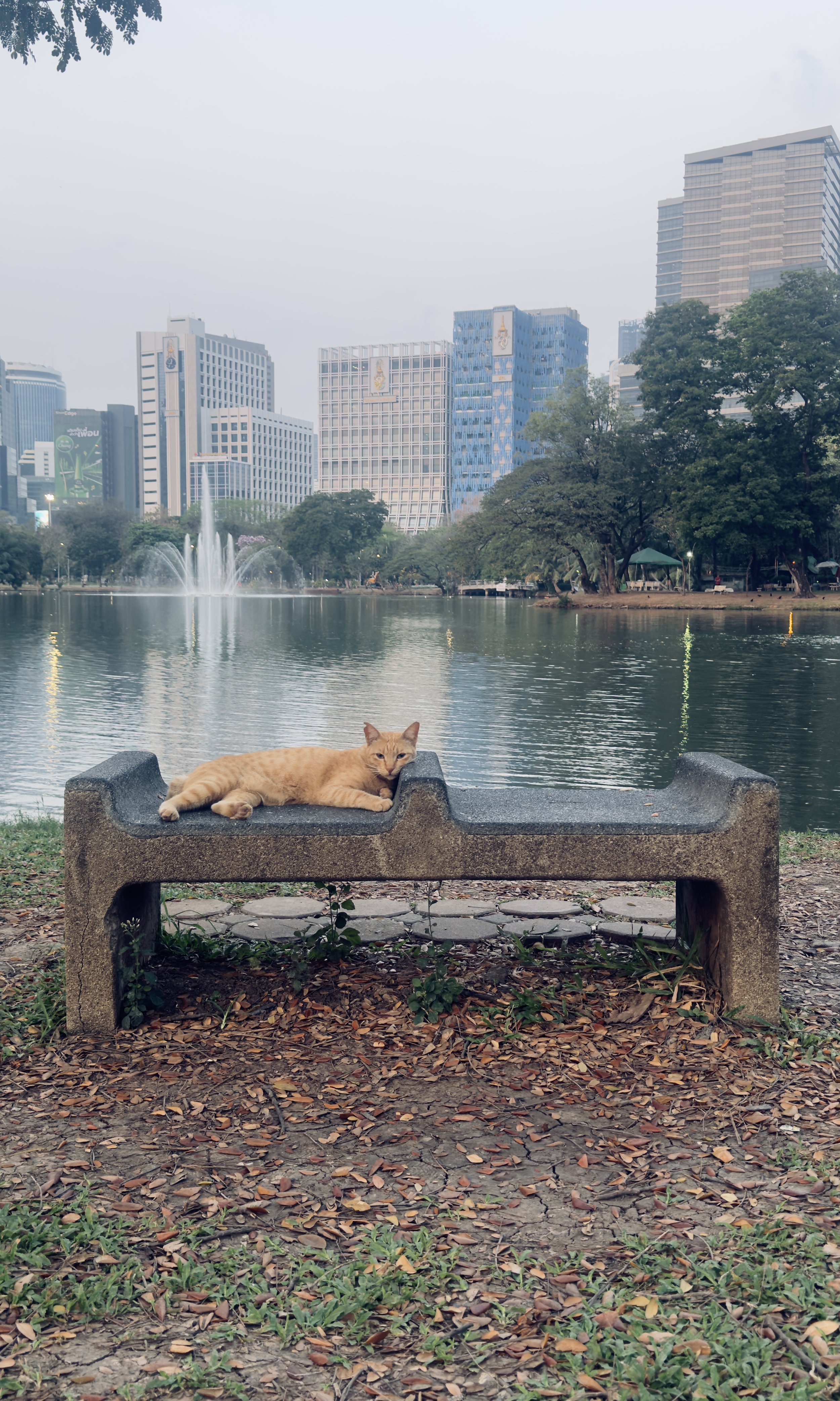 Cat on a bench, BKK's skyscrapers behind