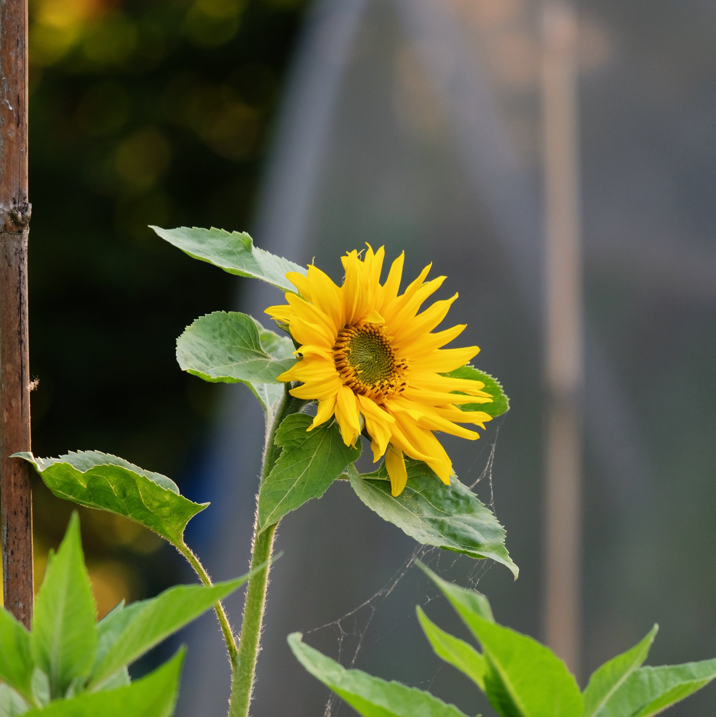 A blooming sunflower with yellow petals and green leaves in a garden.