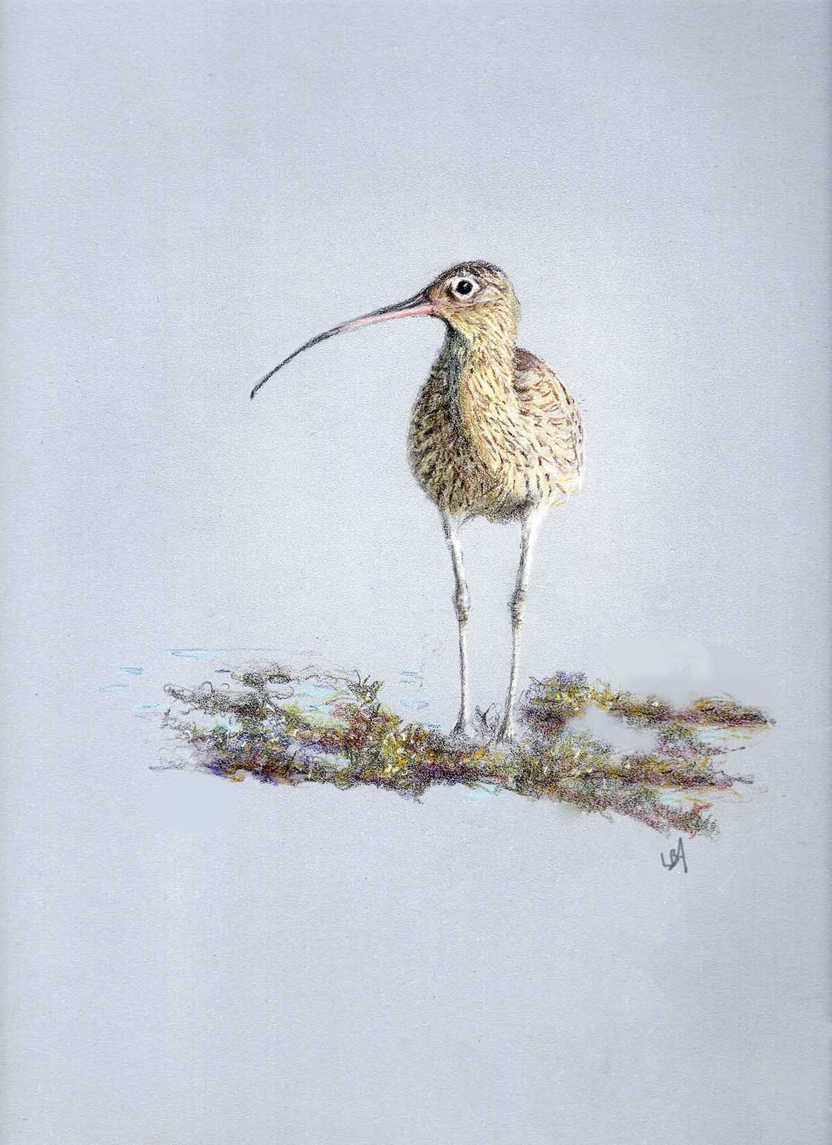 curlew A4 reduced size .jpg