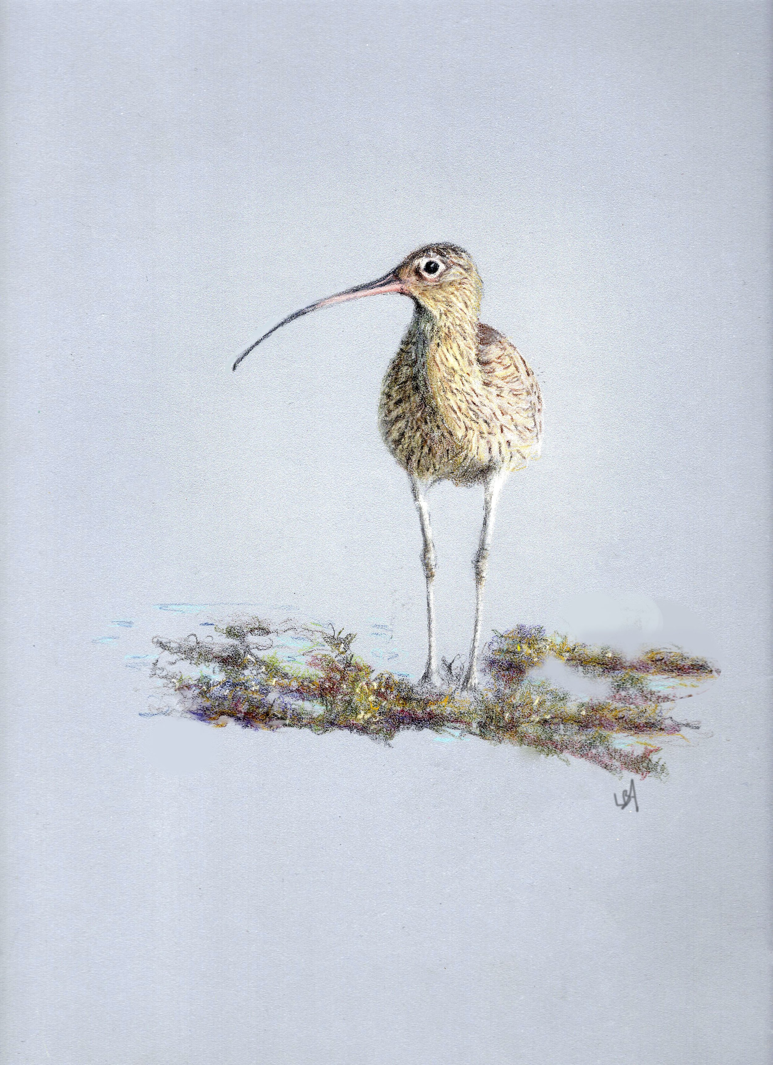 Curlew