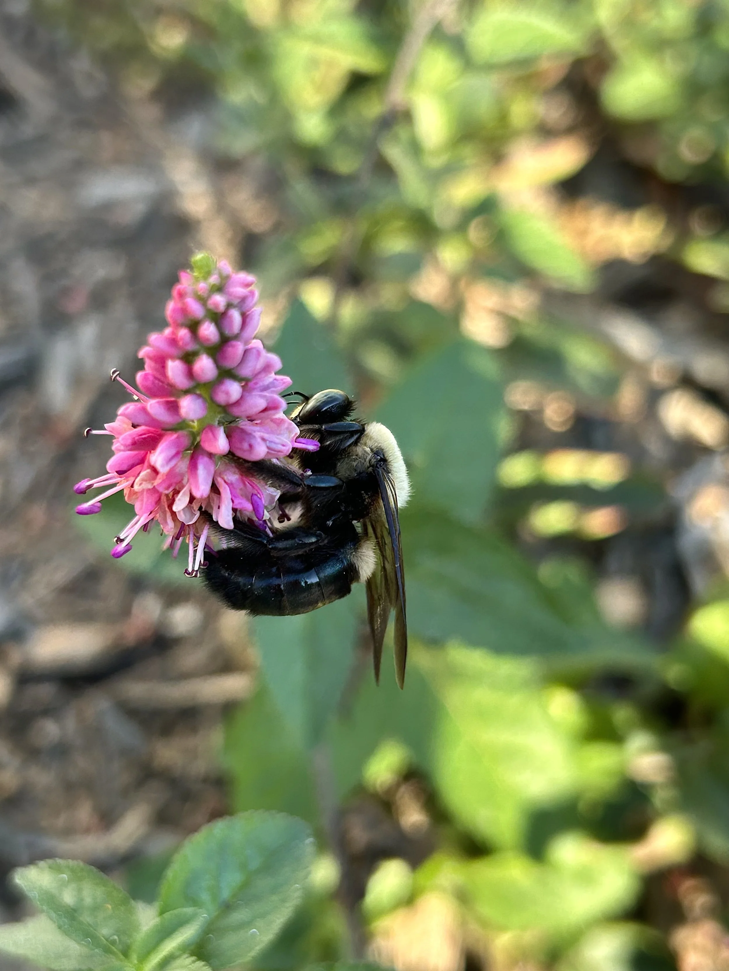 Copy of Bee_Wildlife.jpg