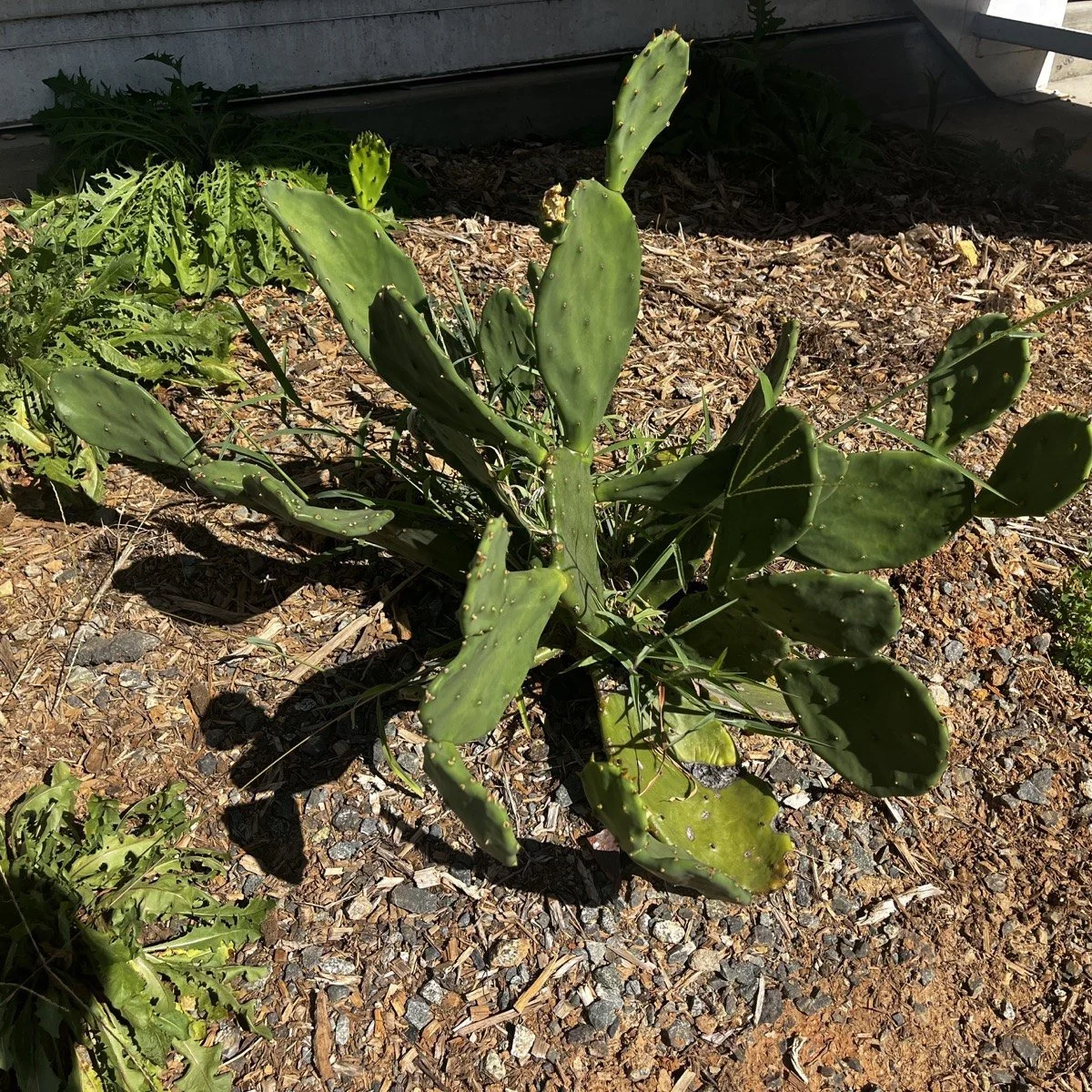 garden-10-02.jpg