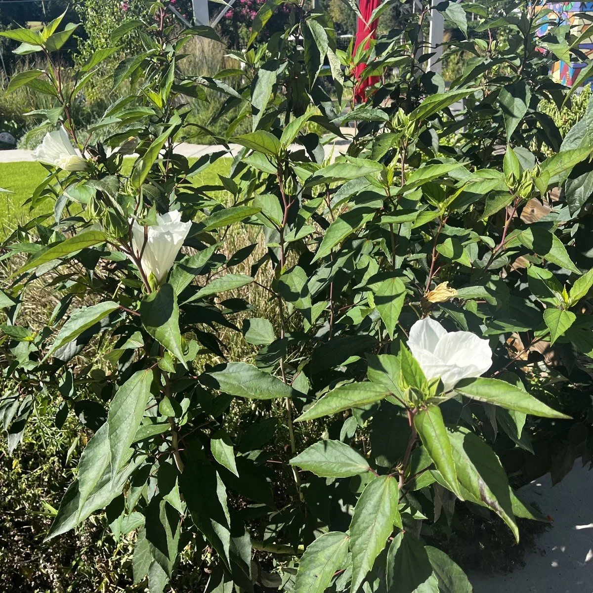 garden-07-03.jpg