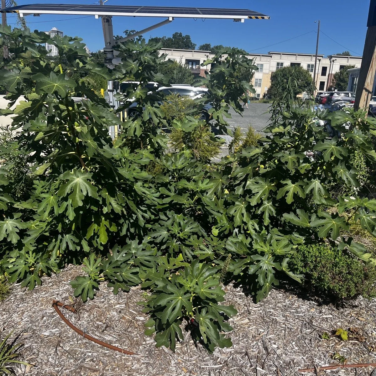 garden-05-02.jpg