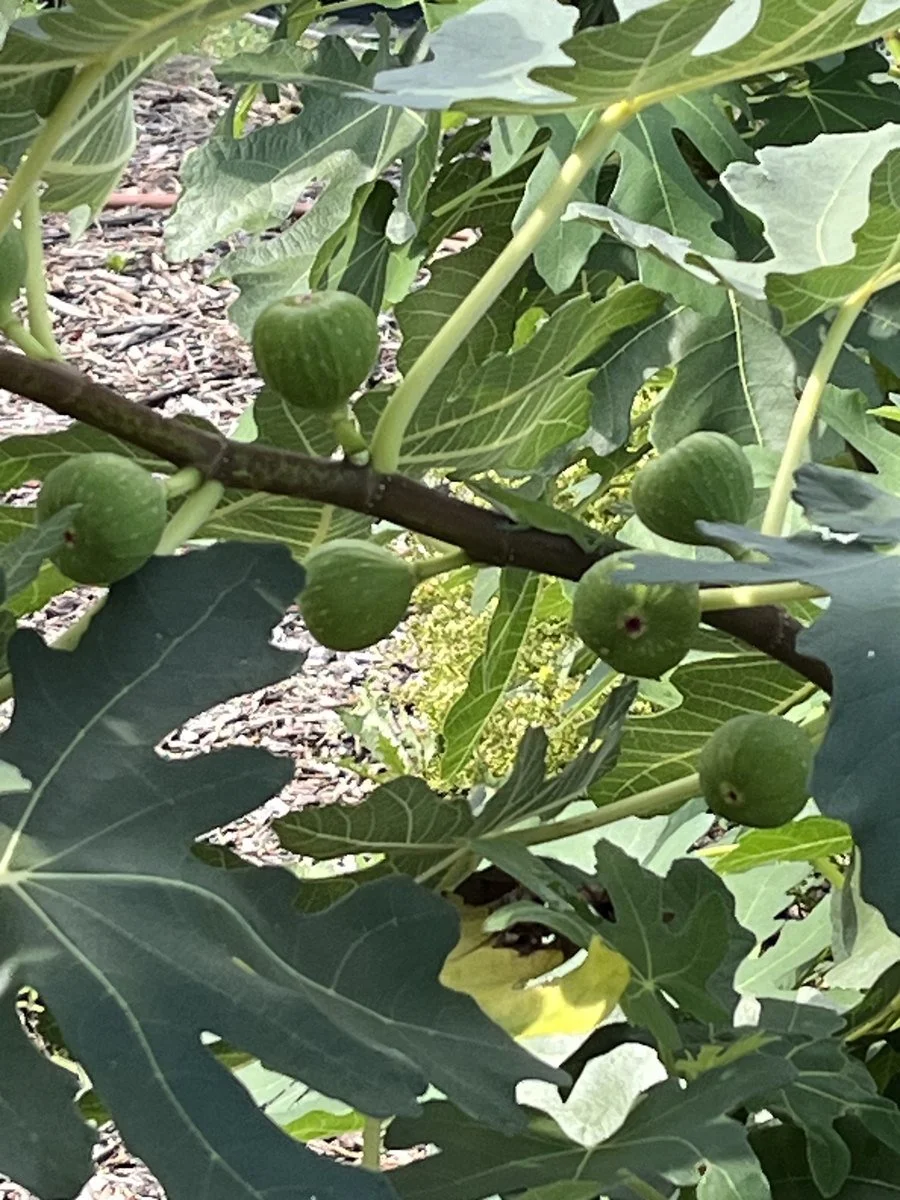 garden-05-04.jpg