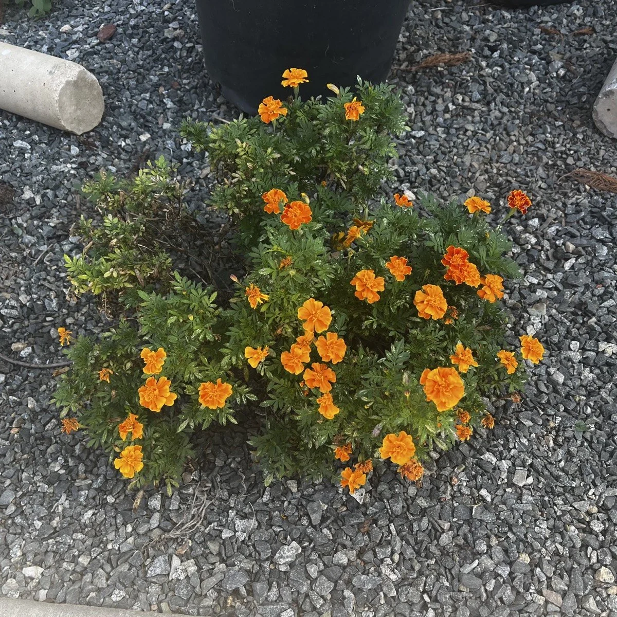 garden-14-03.jpg