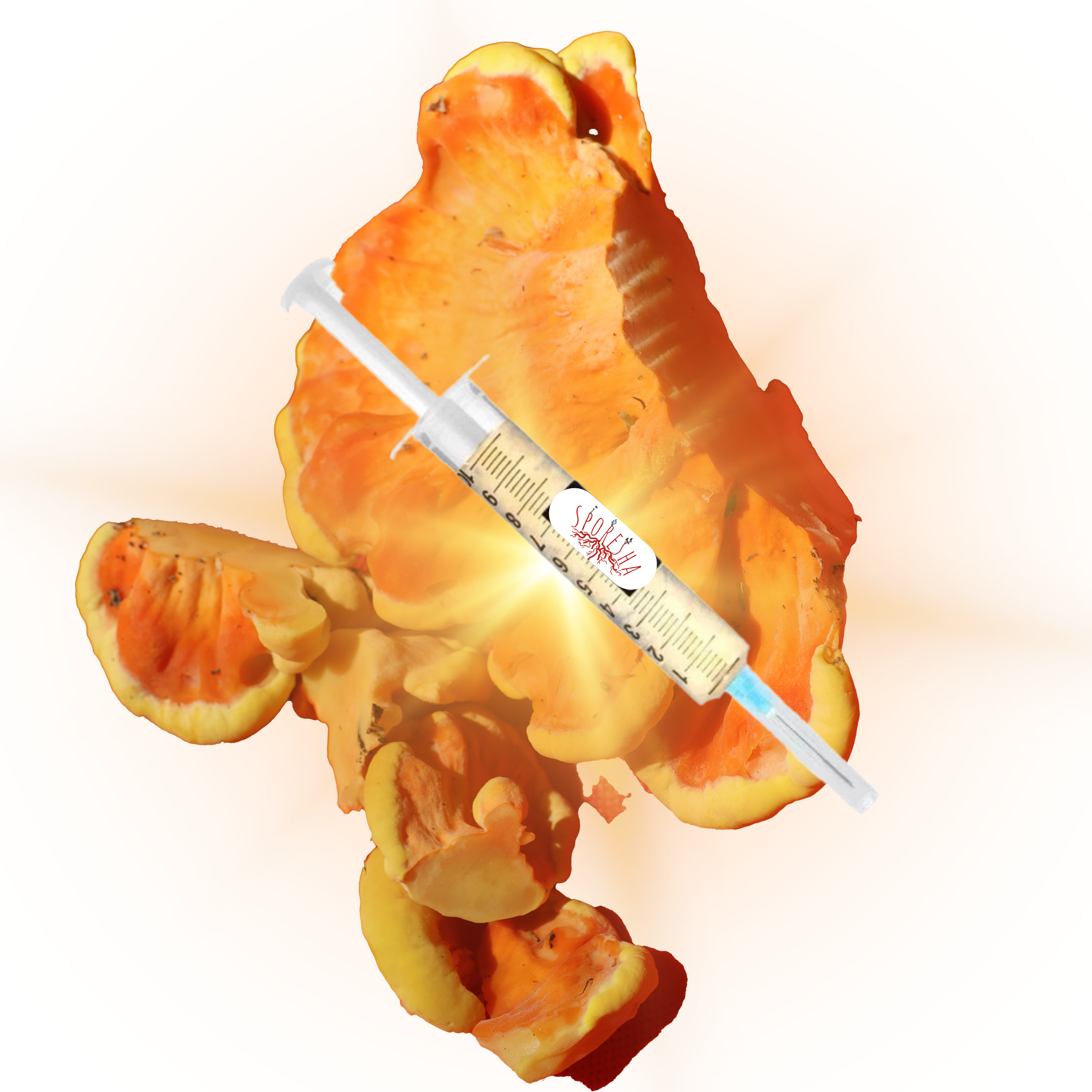 Chicken of the Woods Liquid Culture