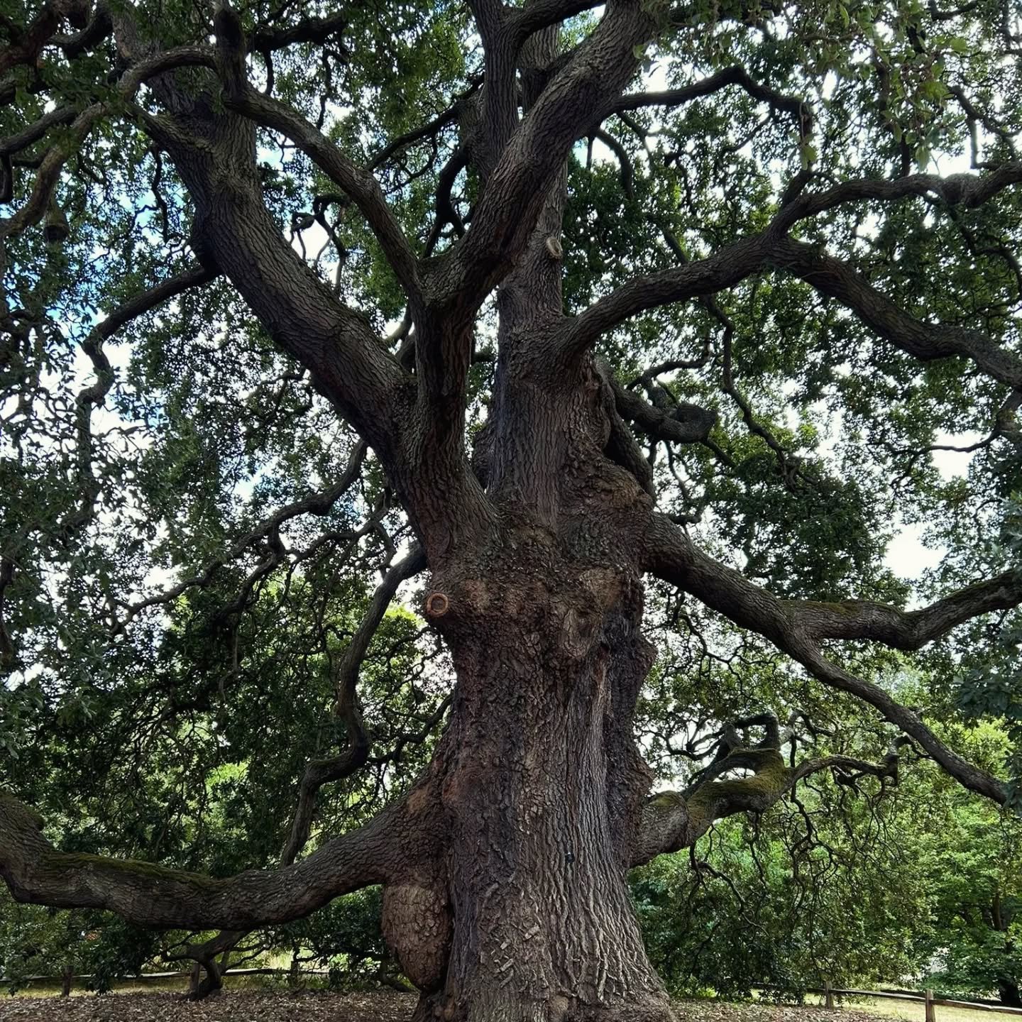 I’m so grateful for the way sauna has changed how I see trees 🌳🌲
Recently at Kew Gardens, we visited 'Of the Oak' exhibition, an immersive installation revealing the hidden life of an oak tree. Through sound, a vast interactive screen, gui