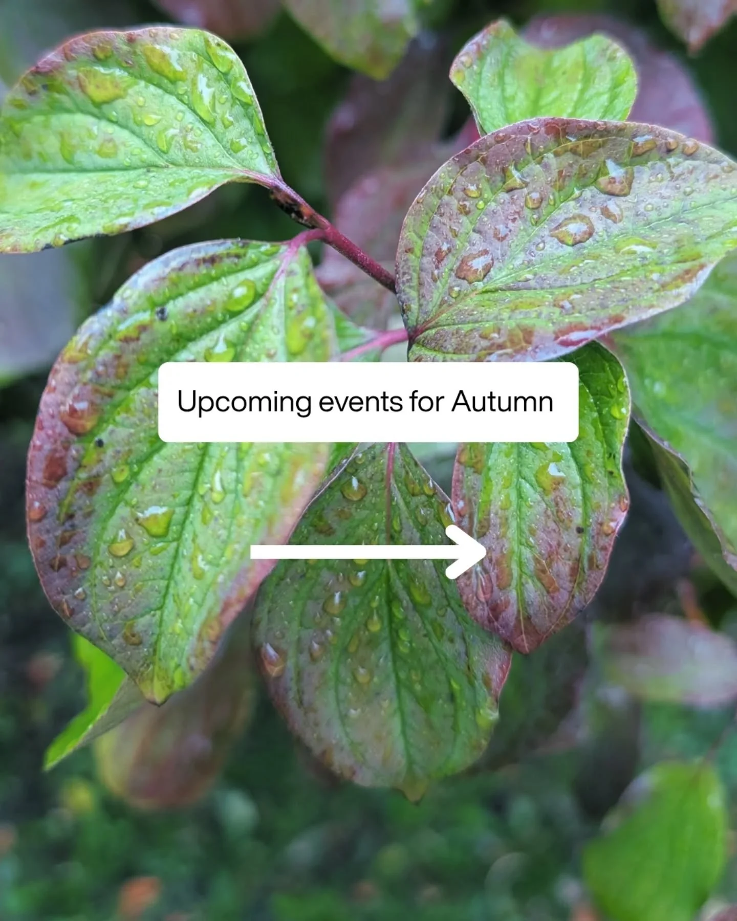 🍄🍂 Autumn sauna dates are here 🍂🌰
The leaves are turning, the air’s crisp, it’s the perfect season to gather, sweat and reset together.
Sunday Morning Community Sauna
📅 5 Oct + 2 Nov | ⏰ 10am, 11am, 12pm
Friday Night Community Sau