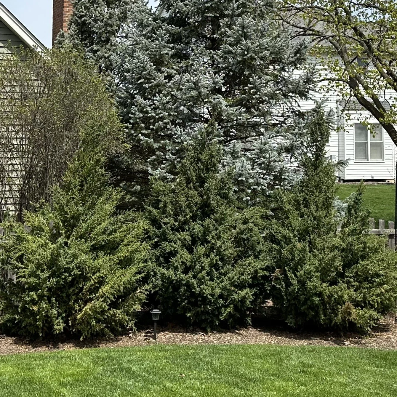 plantings-junipers-carol-stream-il.jpg