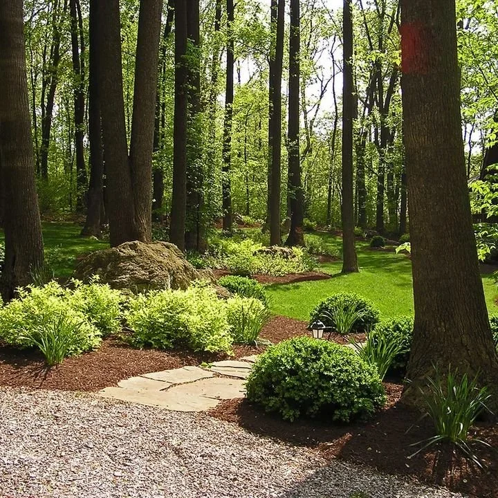 measuring a wooded backyard in glen ellyn for a natural landscape design