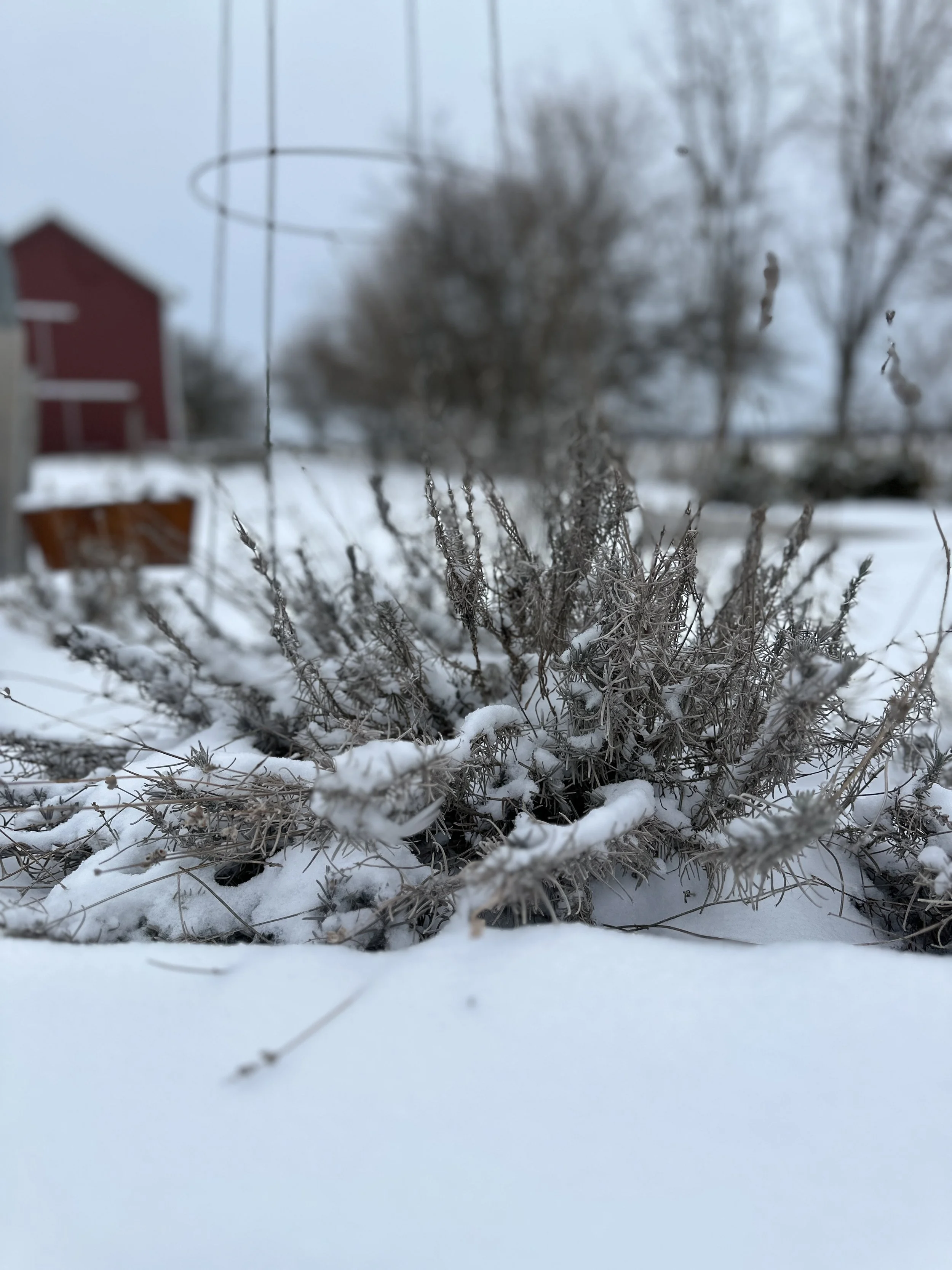 snow on the ground but spring landscapes are already taking shape