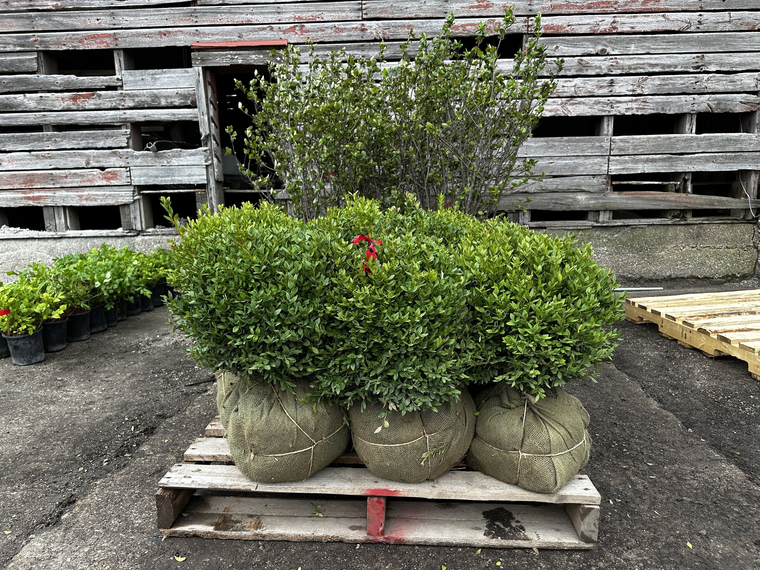 first plant delivery of the season and why buying local plants matters