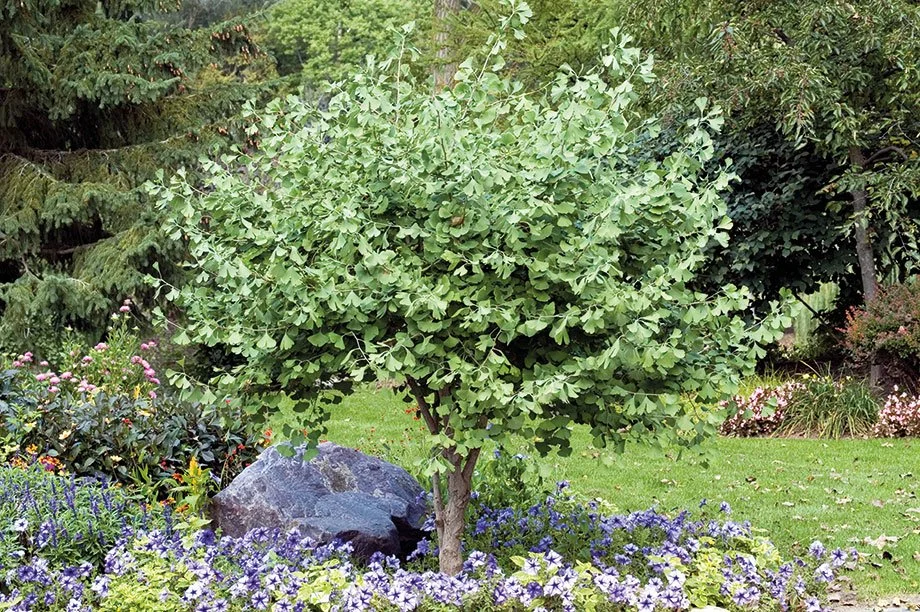 finding rare plants and specimen plantings in the western suburbs of chicago