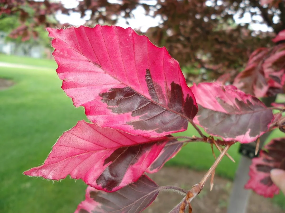 tri-colored beauty: this beech tree is the ultimate landscape focal point