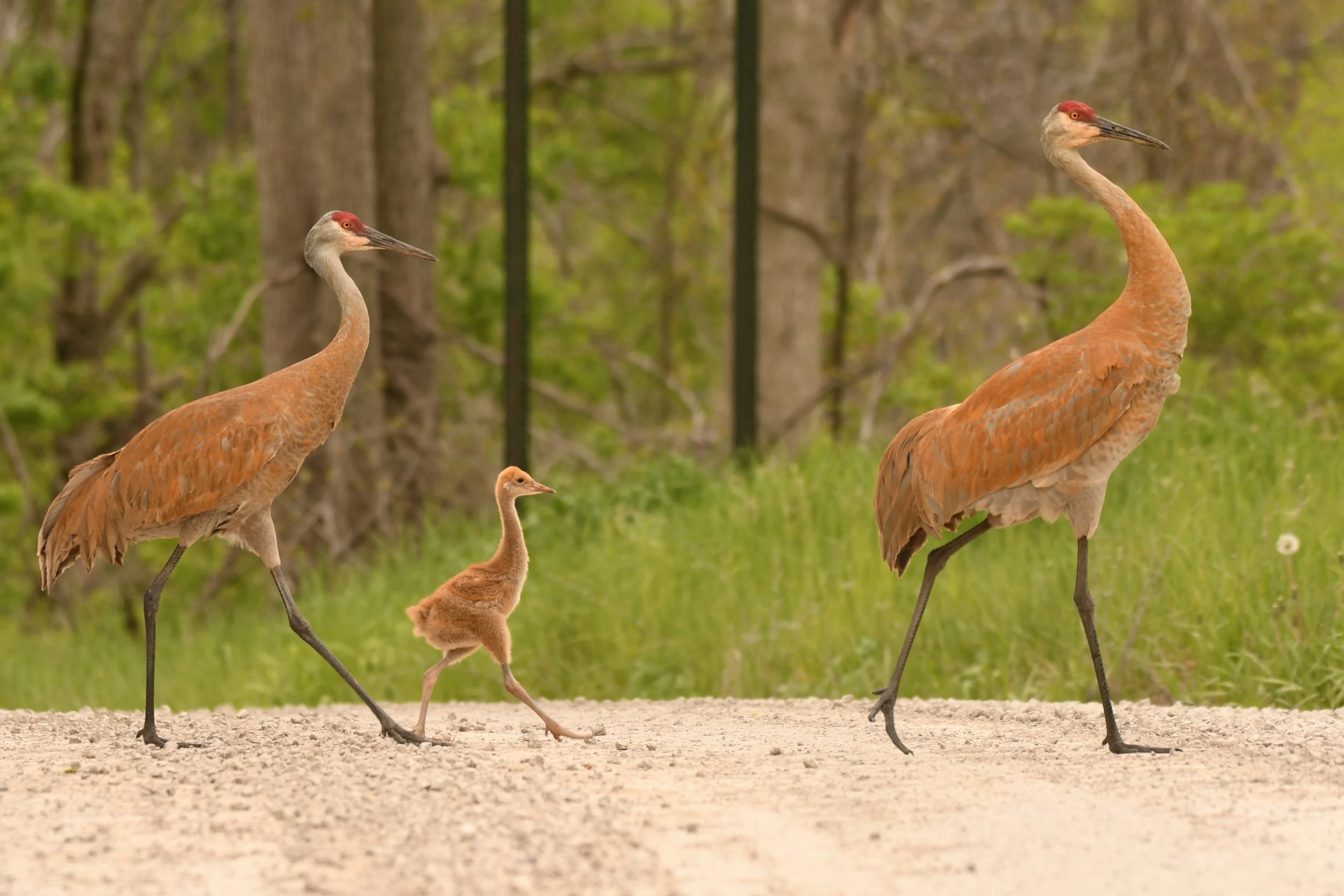 sharing our landscapes with wildlife: a lesson from a family of sandhill cranes