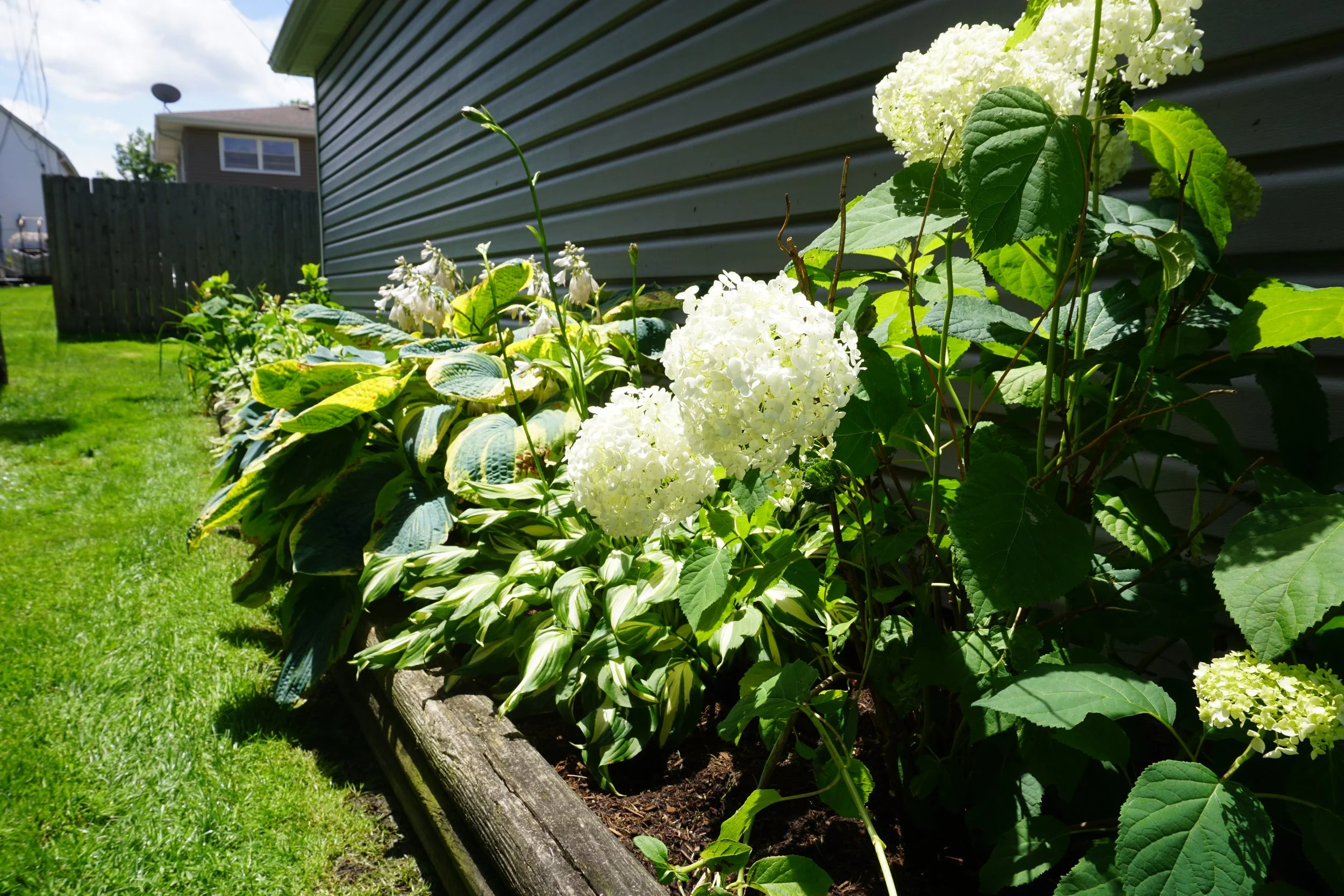some of our favorite plants for creating timeless landscapes