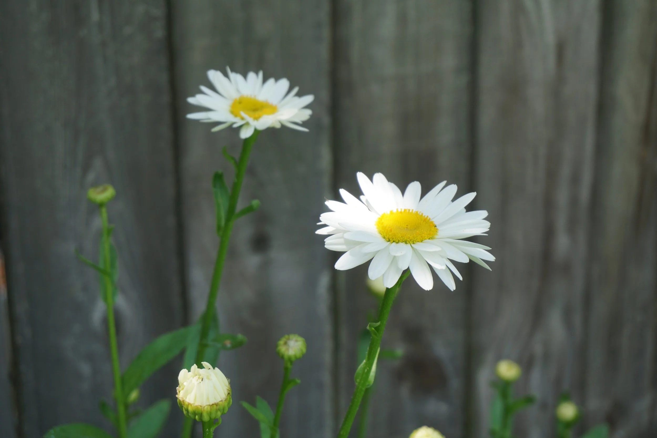 why the fourth of july is one of the best holidays to enjoy your outdoor space