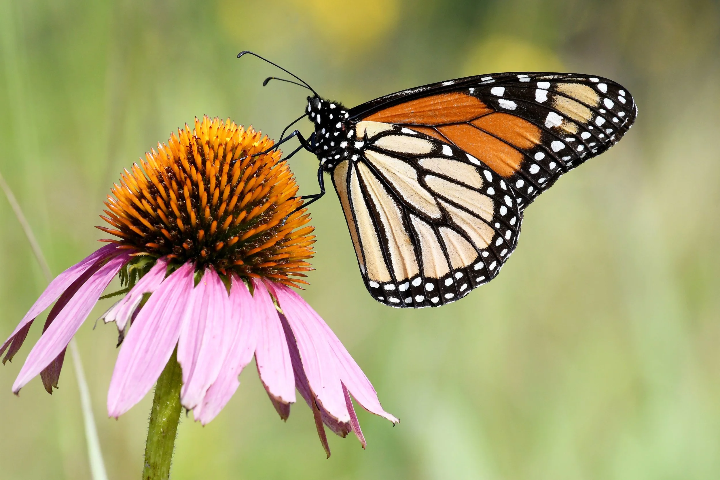 the things you notice in august