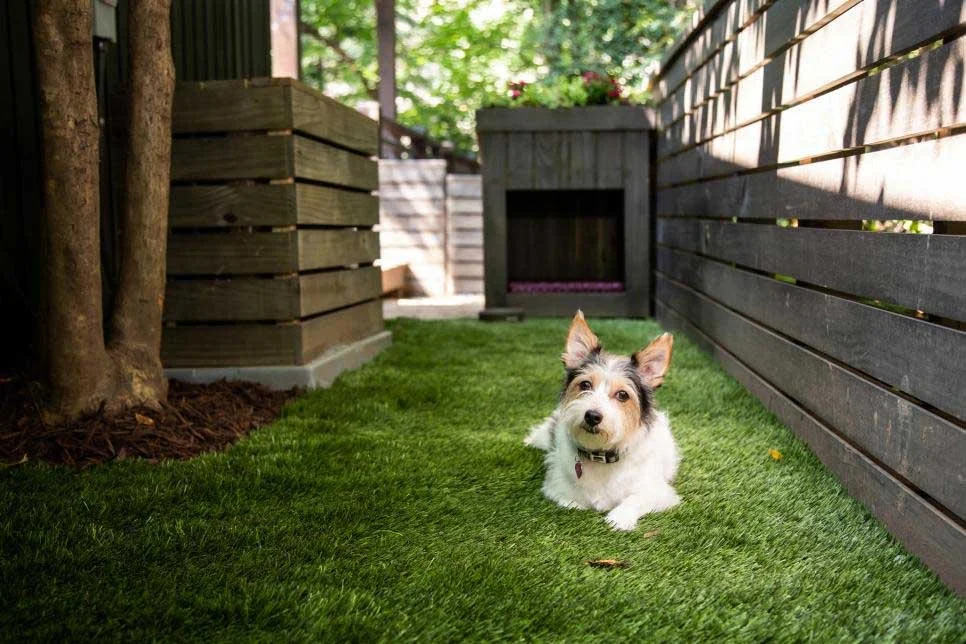 landscaping for real life (and dogs)
