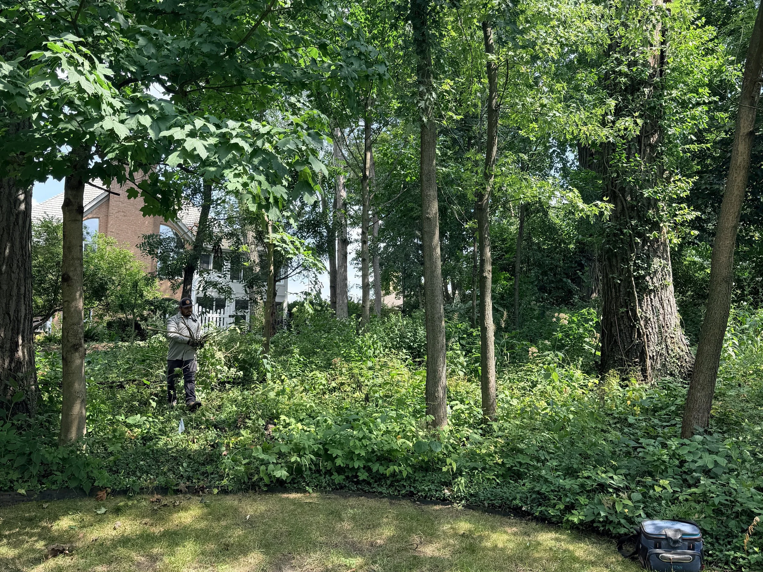 creating a backyard oasis among the trees in glen ellyn
